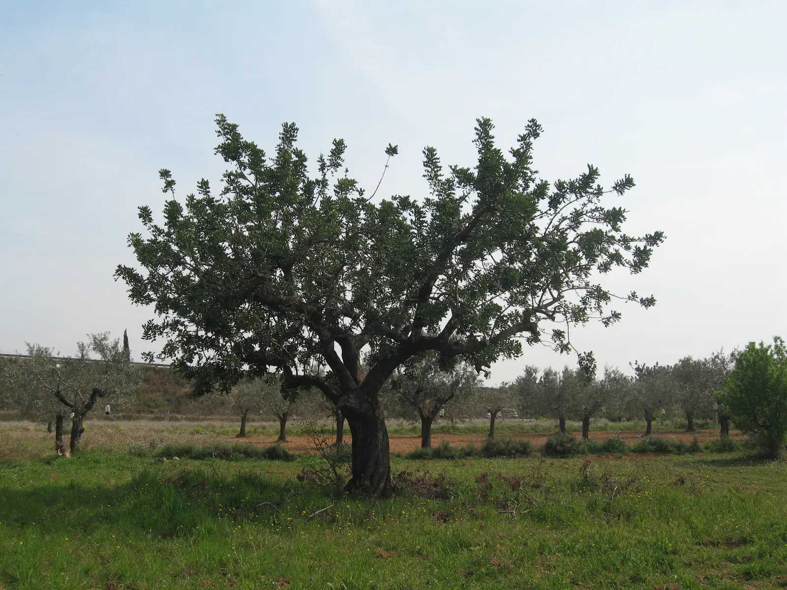 Carob Tree (Ceratonia Siliqua) — It tolerates various soils, thrives in full sun, and withstands droughts, making it ideal for arid climates; providing ample