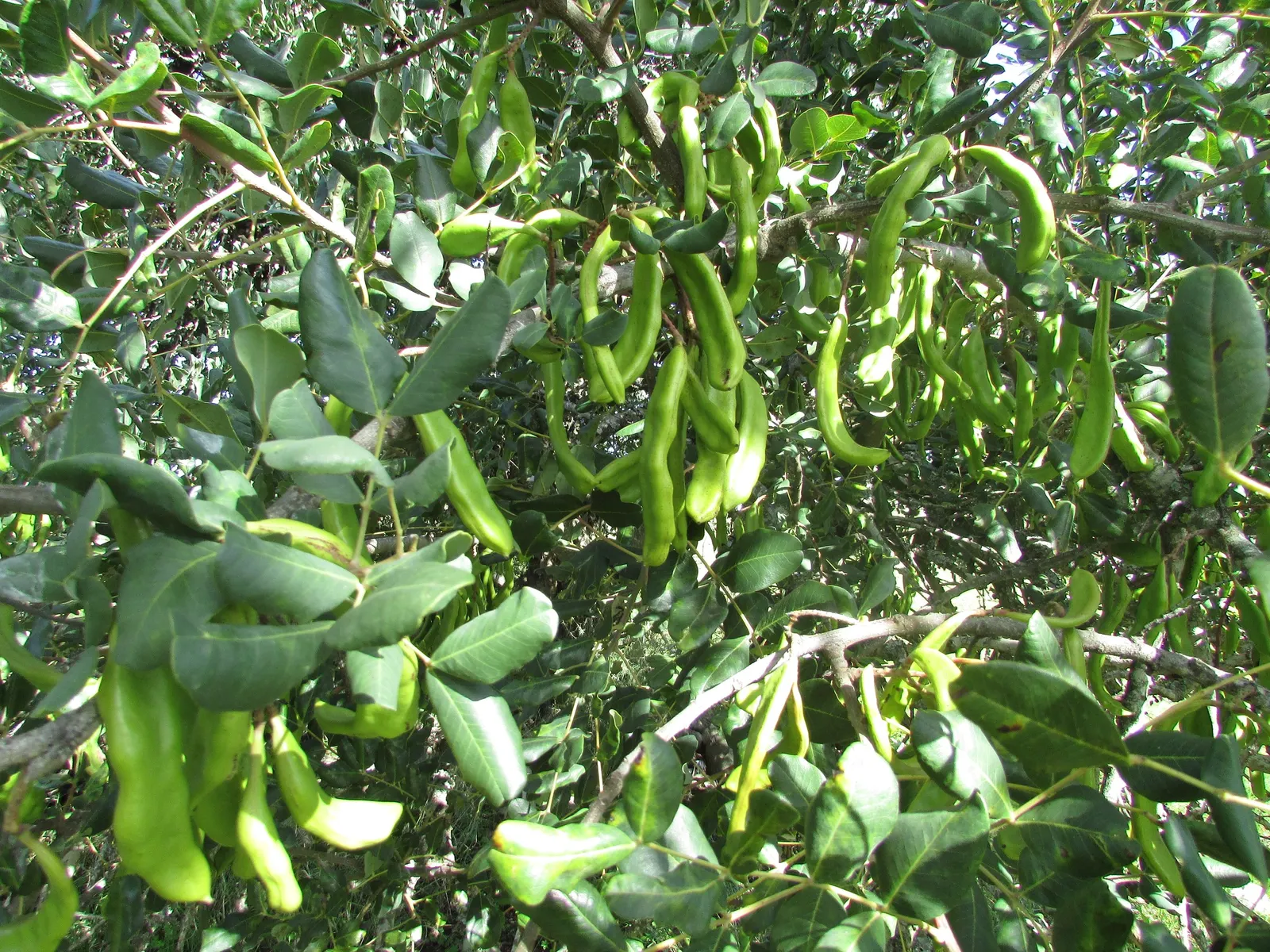 Carob Tree (Ceratonia Siliqua) — with a pH ranging from slightly acidic to alkaline; tree with red blooms, image 78