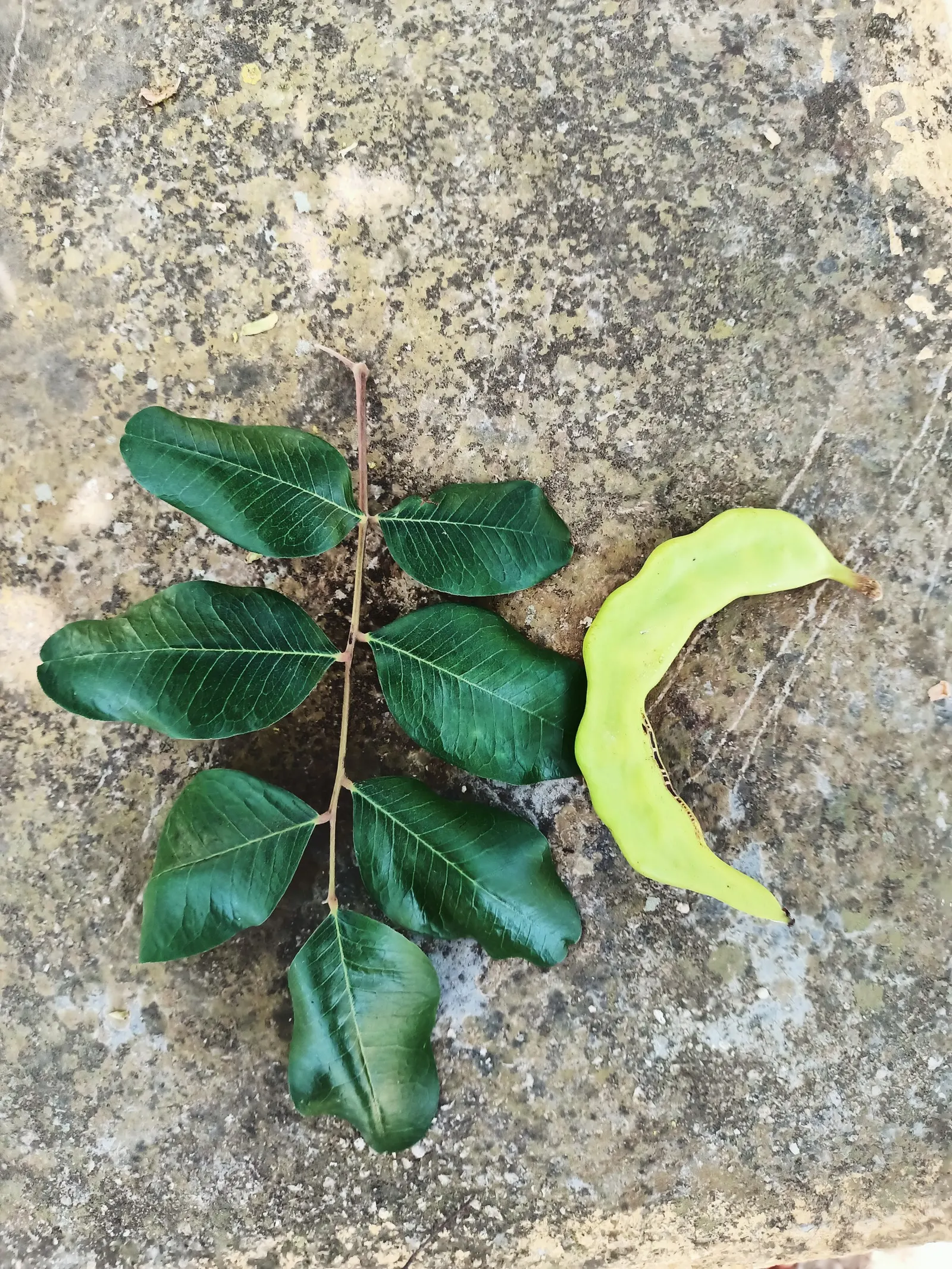 Carob Tree (Ceratonia Siliqua) — are known to be a chocolate substitute due to their rich