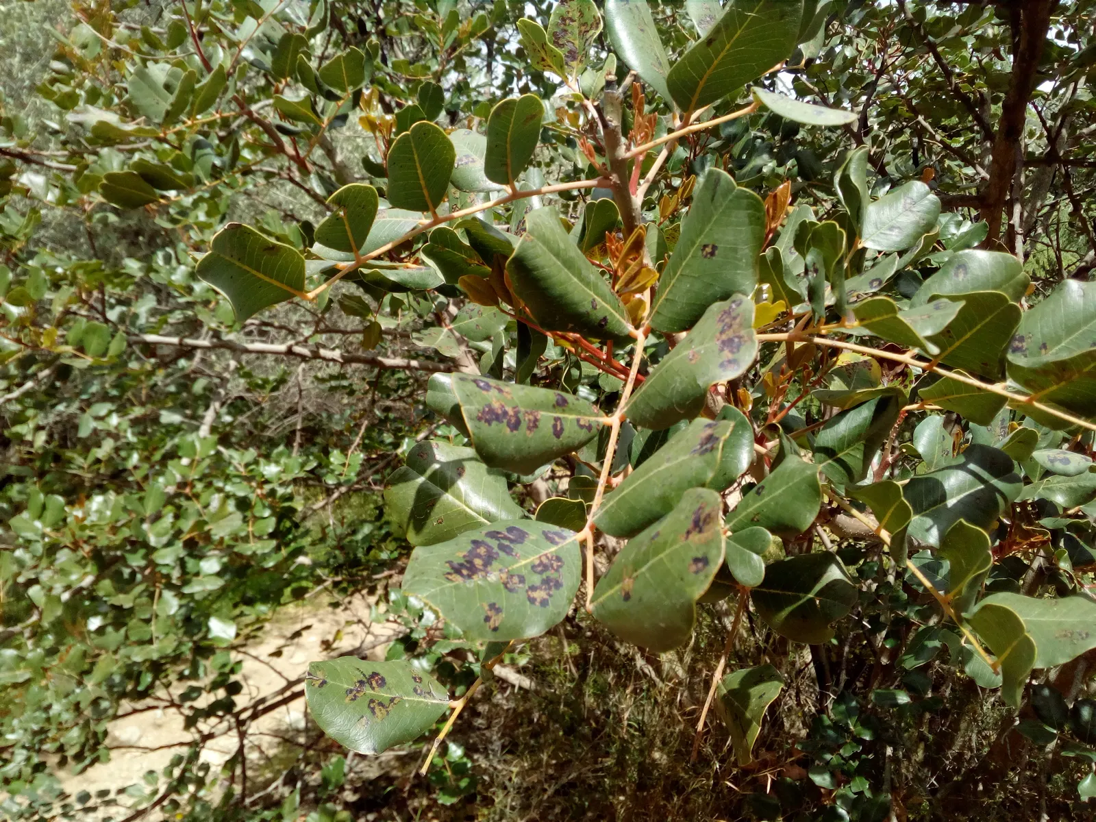 Carob Tree (Ceratonia Siliqua) — the Carob Tree is also renowned for its lengthy