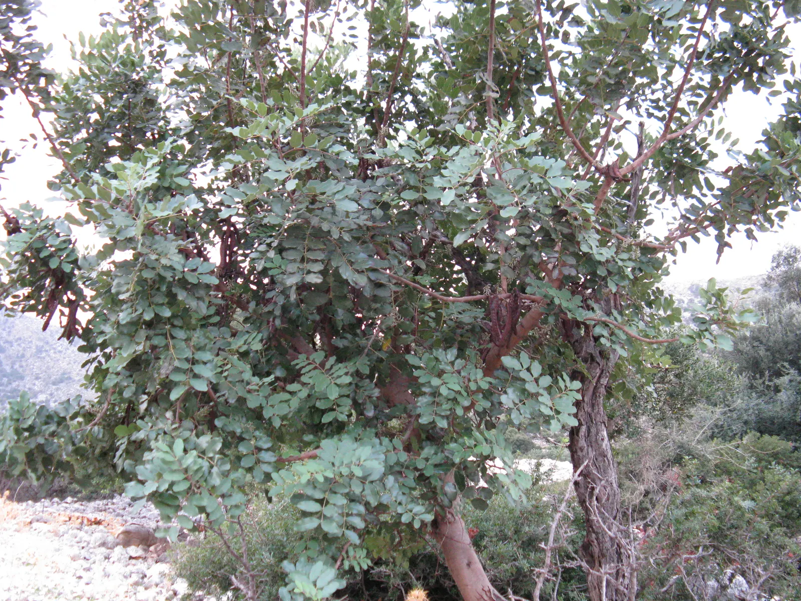 Carob Tree (Ceratonia Siliqua) — These sweet-tasting pods are not only edible but historically served as an important food source