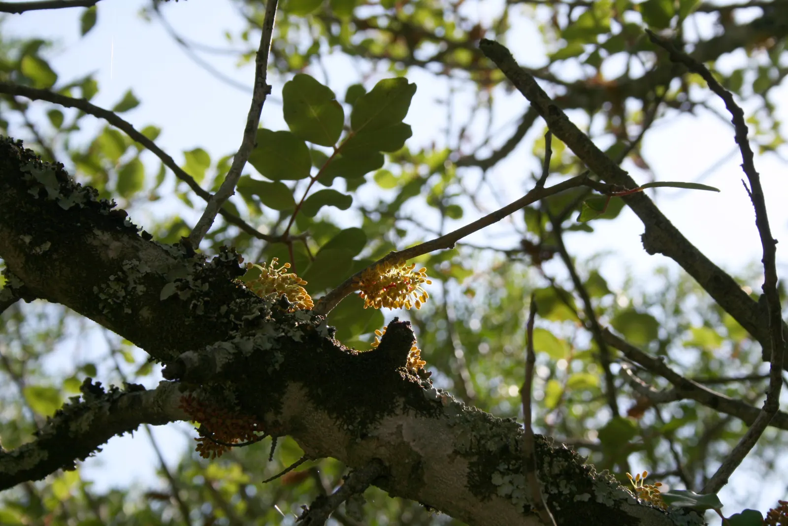 Carob Tree (Ceratonia Siliqua) — and exhibits high drought tolerance once established