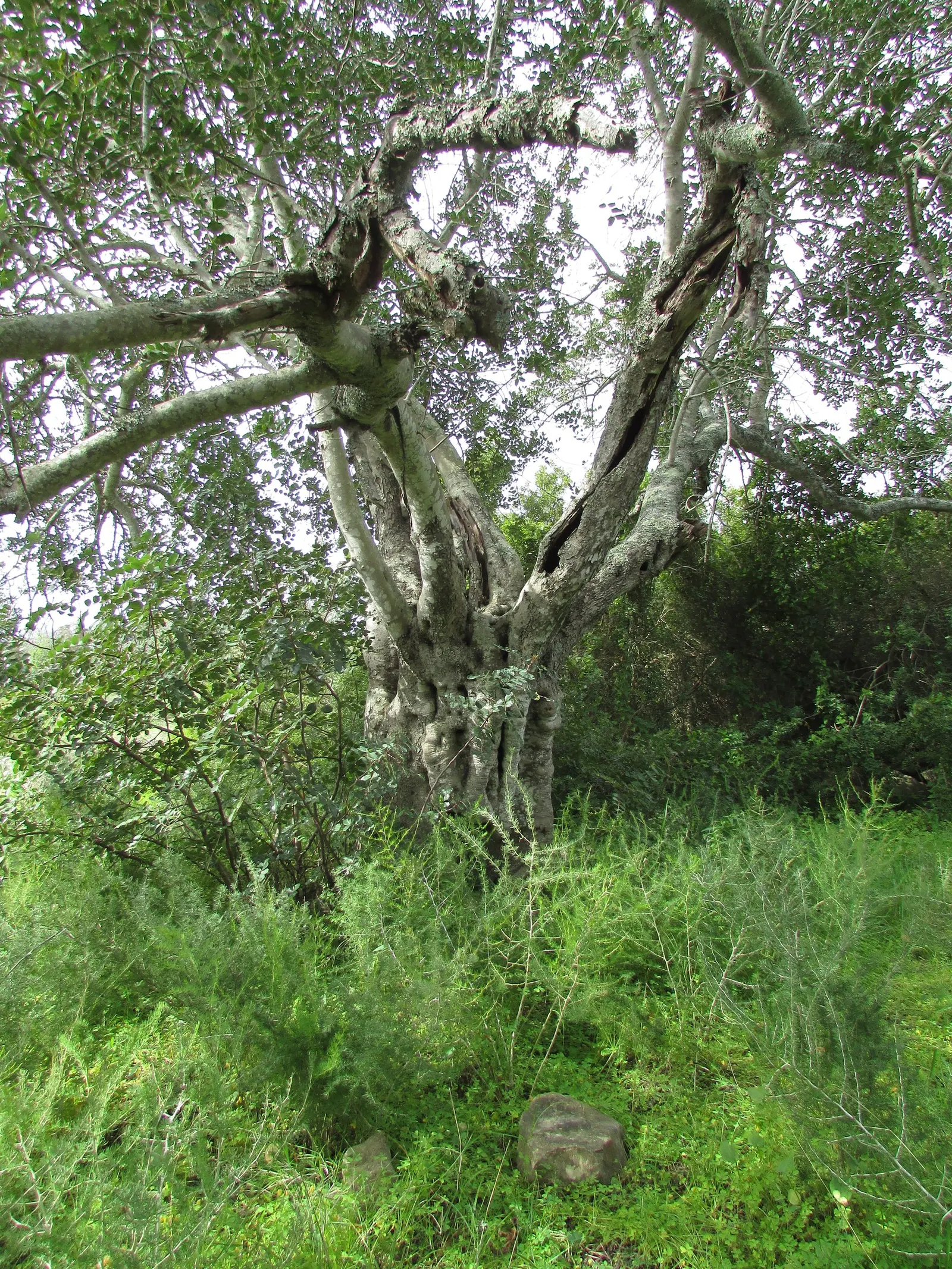 Carob Tree (Ceratonia Siliqua) — and exhibits high drought tolerance once established; the Carob Tree (Ceratonia siliqua), image 79