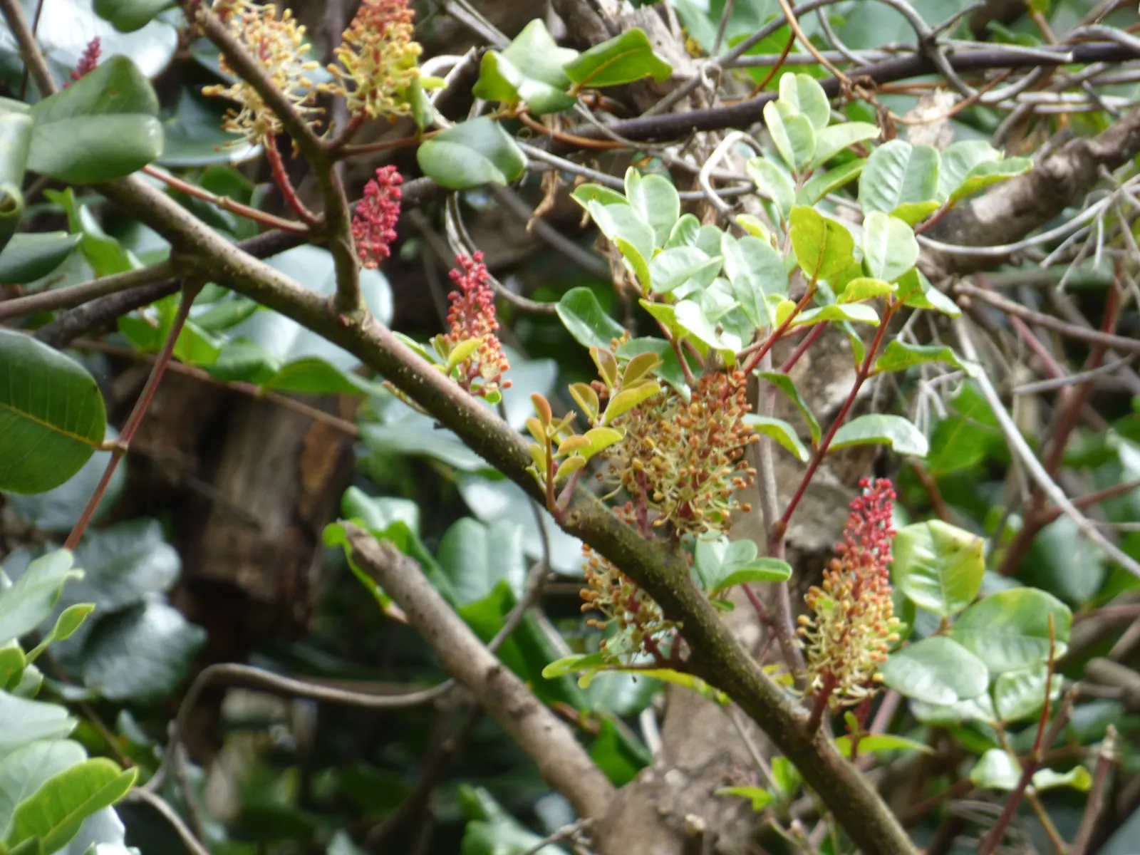 Carob Tree (Ceratonia Siliqua) — the Carob Tree presents as a stately feature