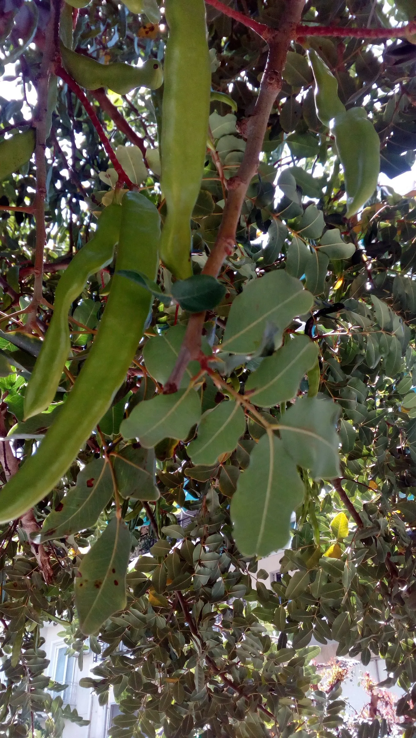 Carob Tree (Ceratonia Siliqua) — requiring both male and female trees for pod production