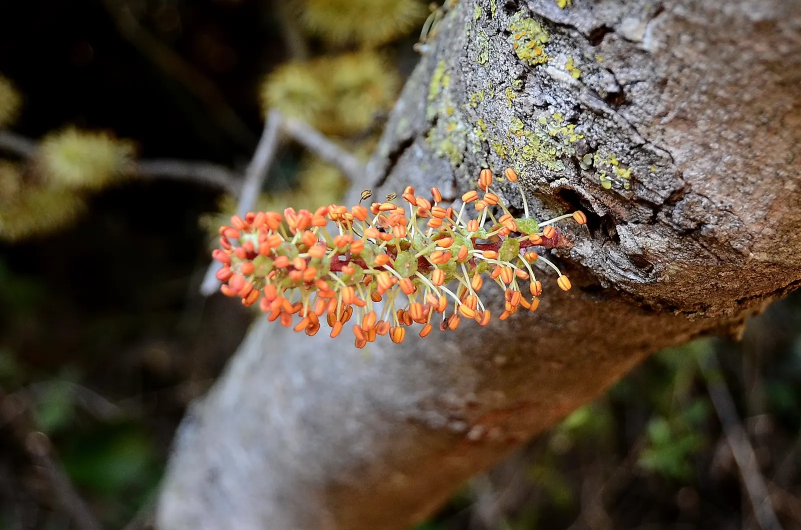 Carob Tree (Ceratonia Siliqua) — red flowers in the garden