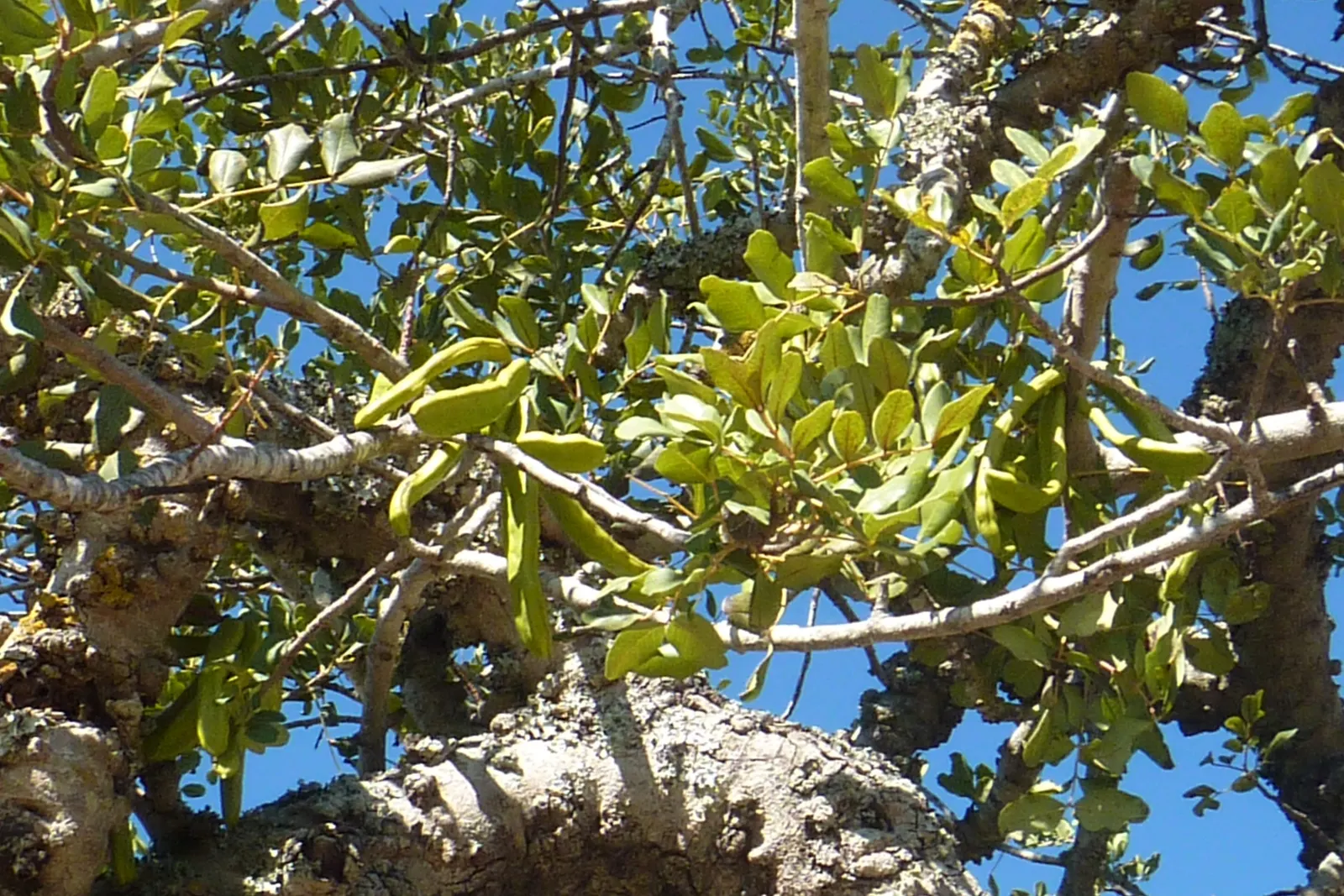 Carob Tree (Ceratonia Siliqua) — tree with red blooms