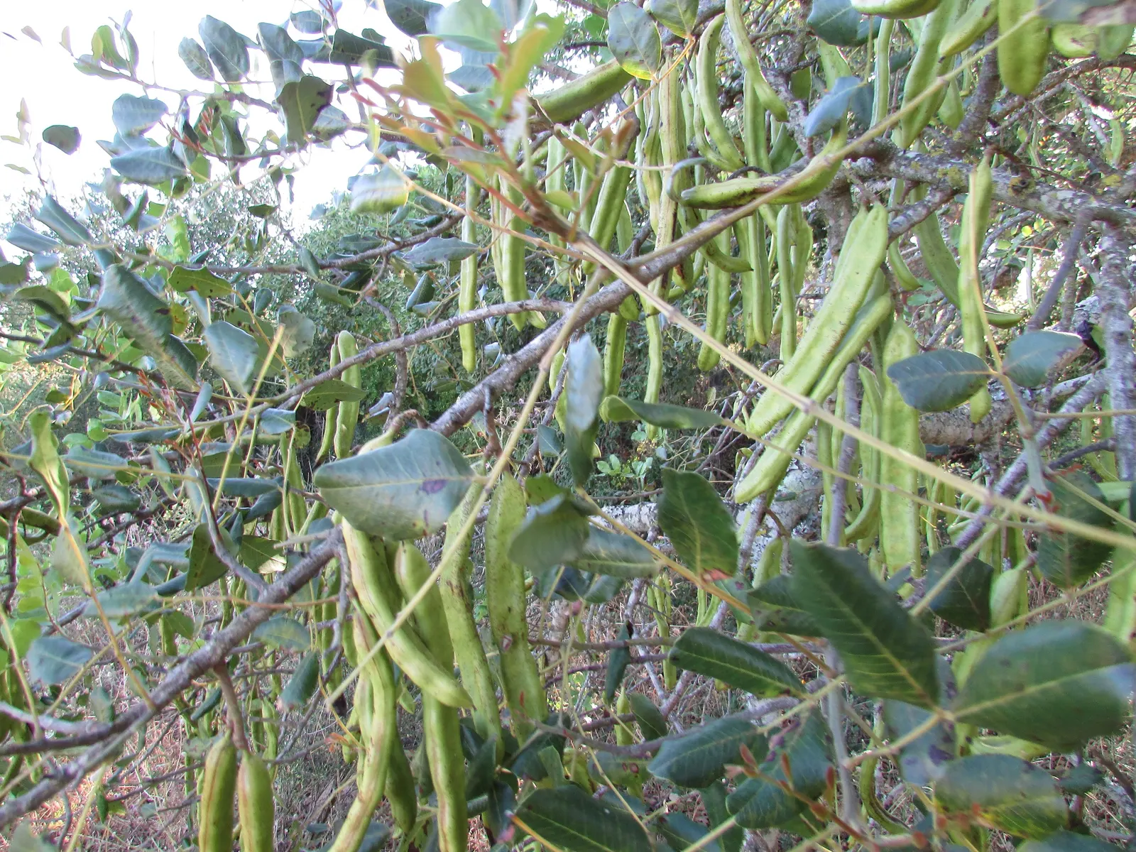 Carob Tree (Ceratonia Siliqua) — earthy flavor profile.<br><br>Dispensing fragrant