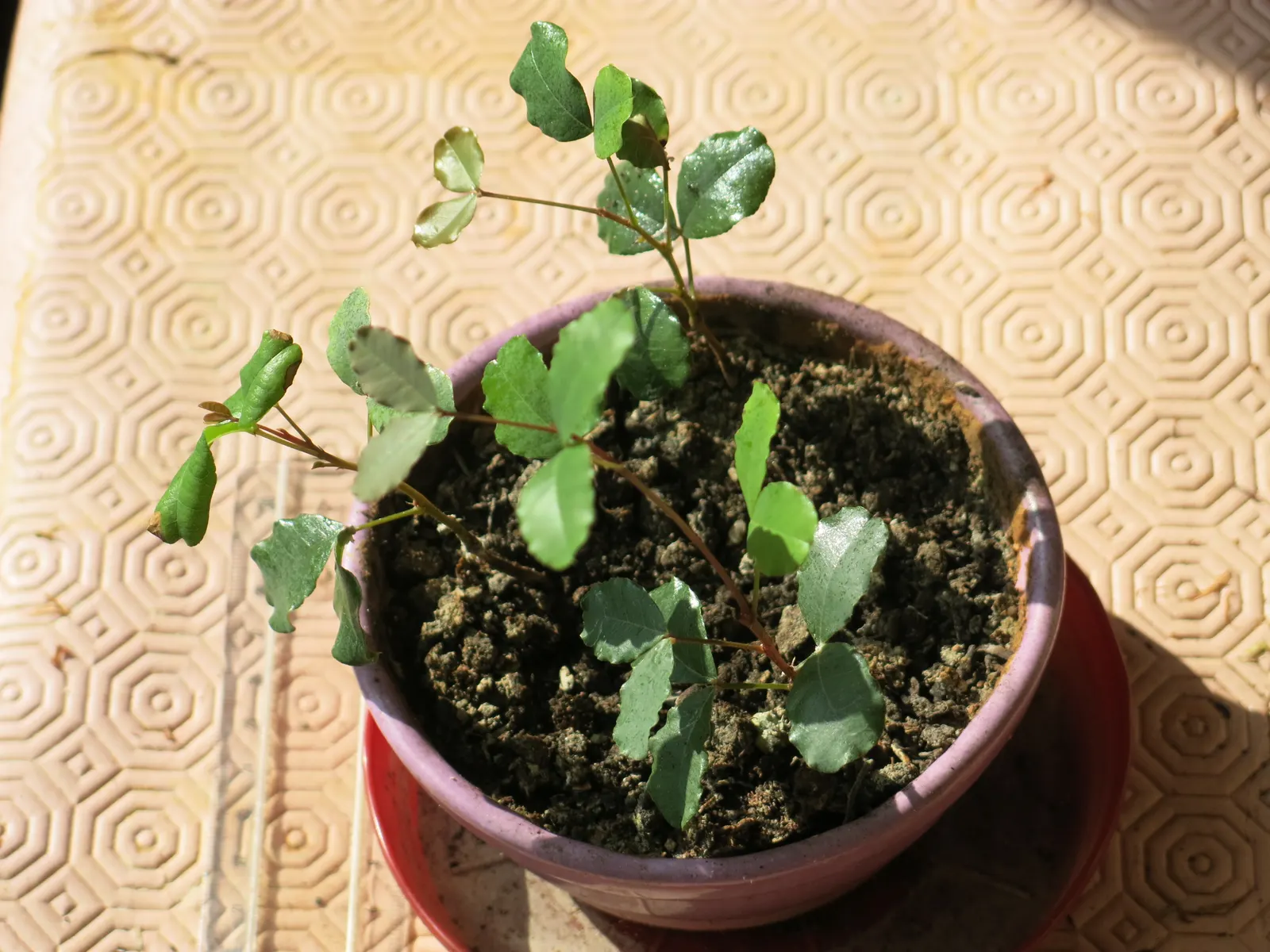 Carob Tree (Ceratonia Siliqua) — It tolerates various soils, thrives in full sun, and withstands droughts, making it ideal for arid climates