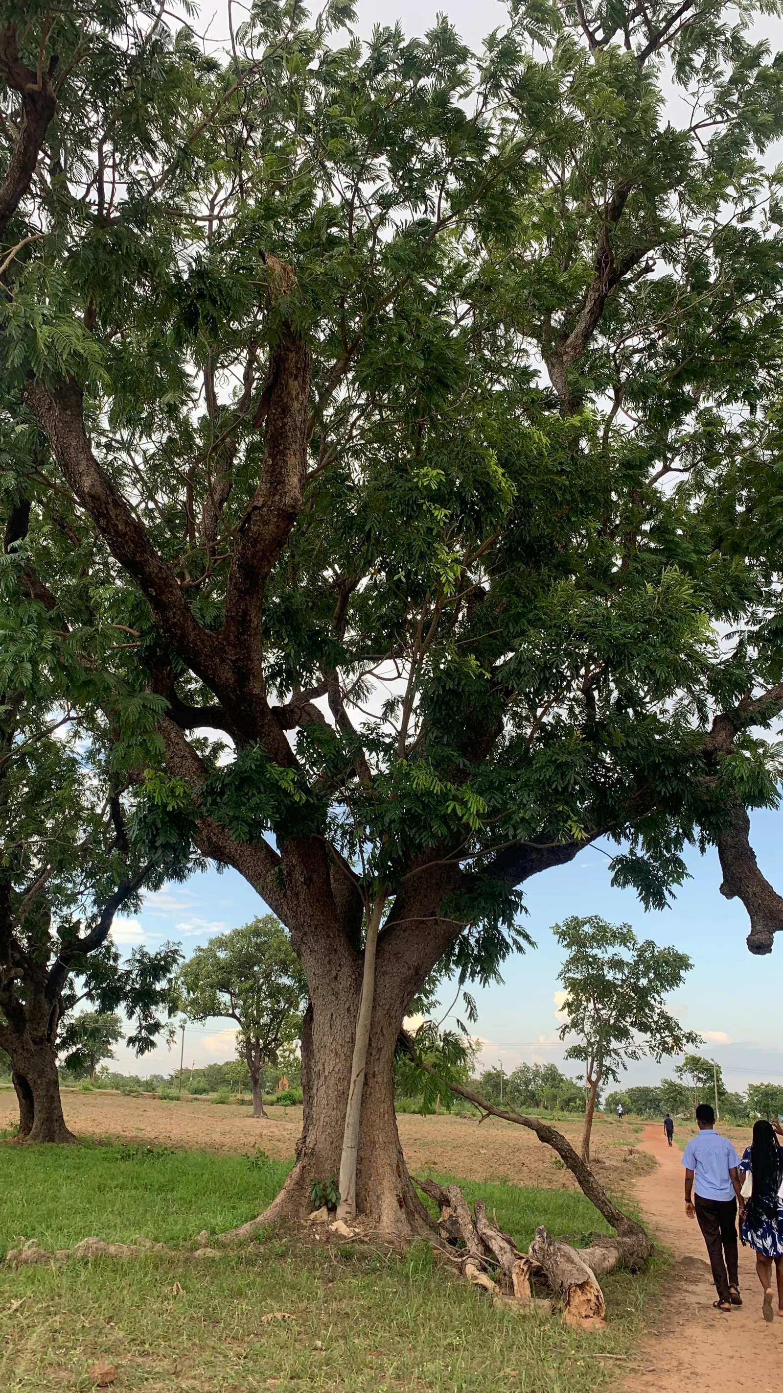 Carob Tree (Ceratonia Siliqua) — It requires a well-drained site
