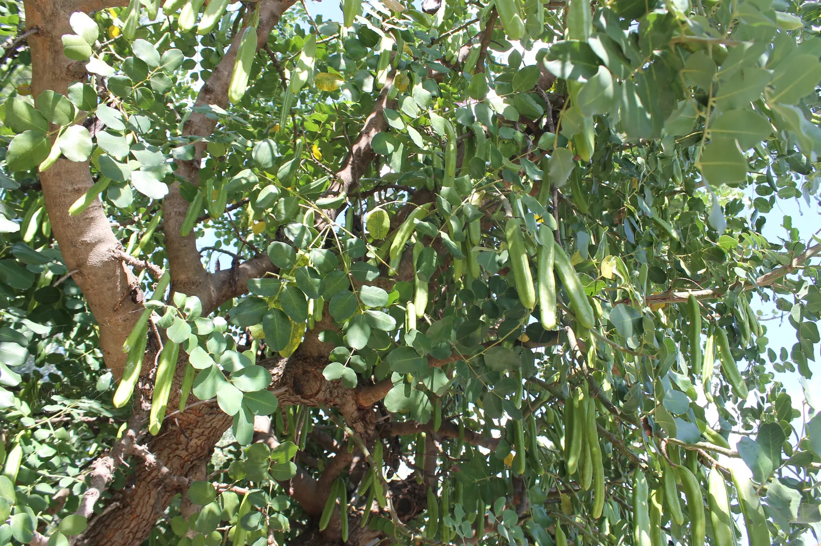 Carob Tree (Ceratonia Siliqua) — thriving in sandy or loamy soils; rounded crown serves as habitat and food for local wildlife, image 77