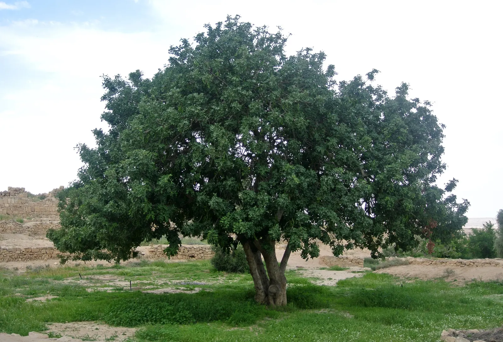 Carob Tree (Ceratonia Siliqua) — offering dense shade and an attractive