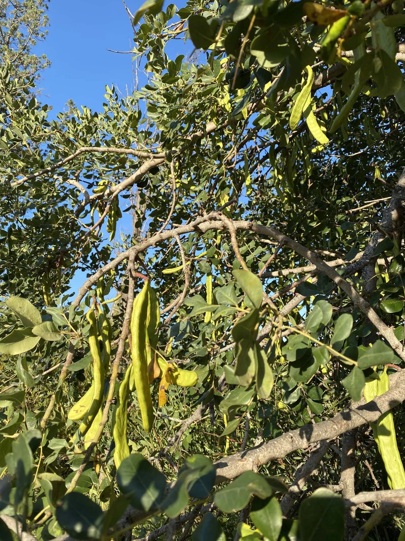 Carob Tree (Ceratonia Siliqua) — with a pH ranging from slightly acidic to alkaline
