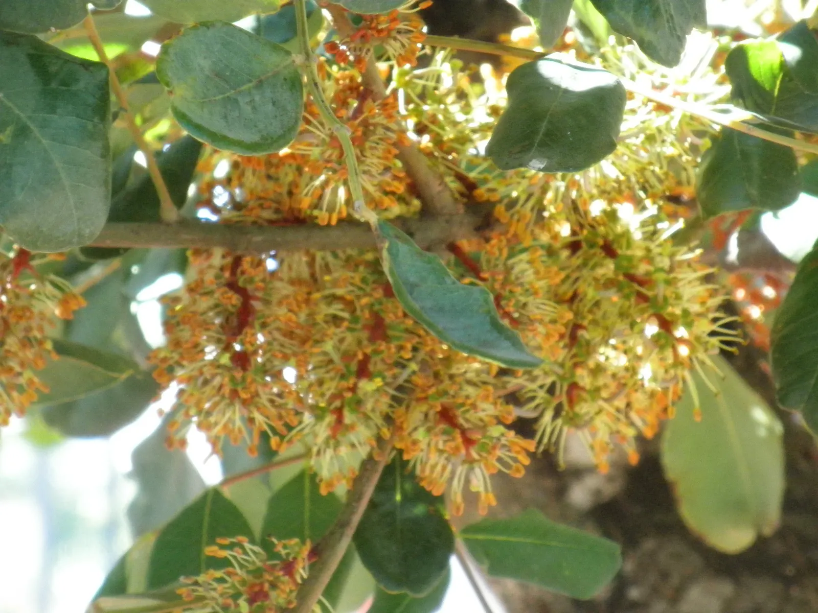 Carob Tree (Ceratonia Siliqua) — hailed for its resilience and ornamental qualities