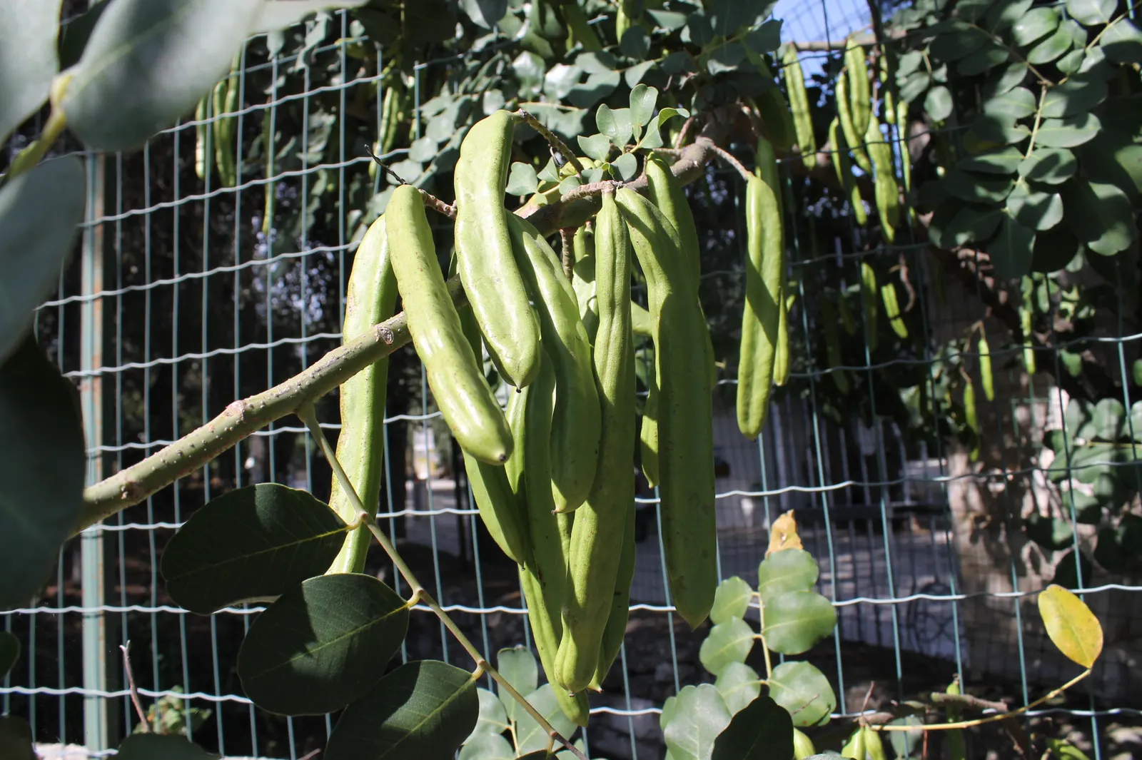 Carob Tree (Ceratonia Siliqua) — making it an ecologically supportive specimen.<br><br>In terms of landscape design; it requires a well-drained site