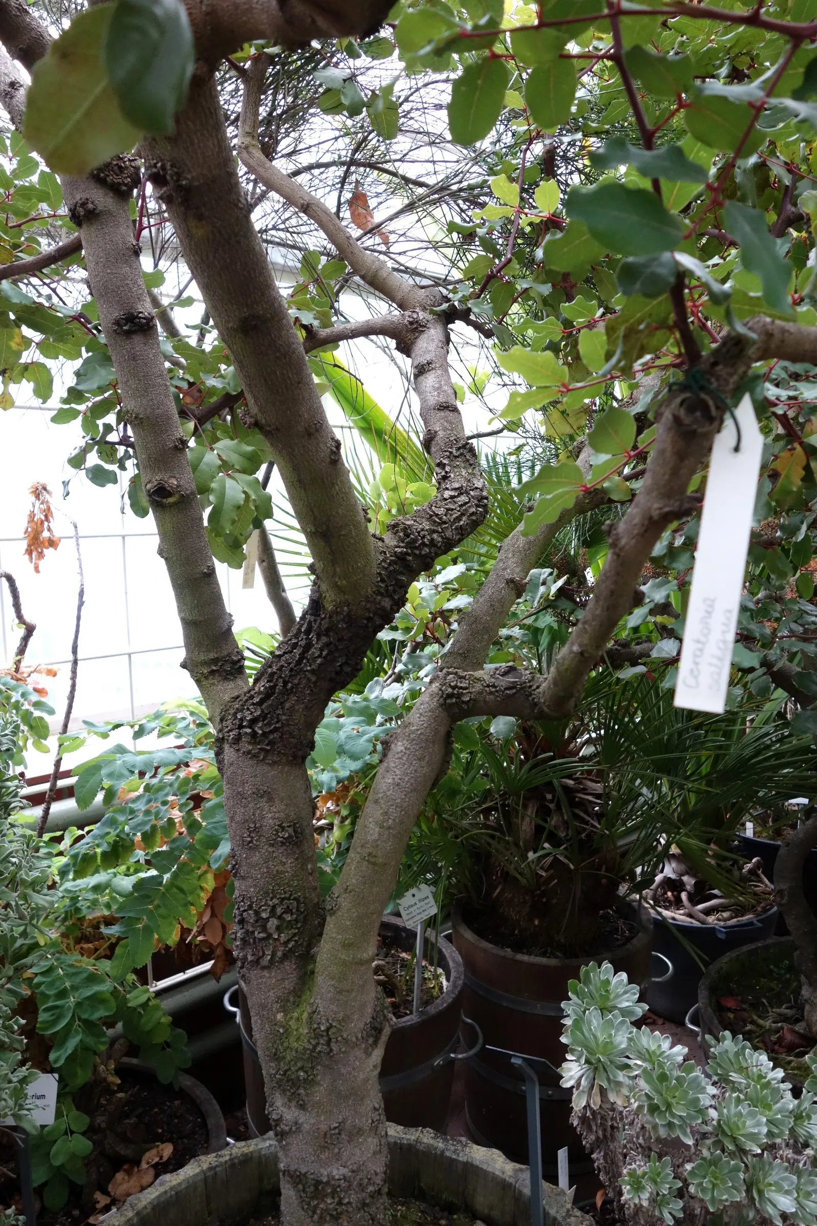 Carob Tree (Ceratonia Siliqua) — Glossy, compound leaves and edible, chocolate-flavored pods characterize this low-maintenance tree