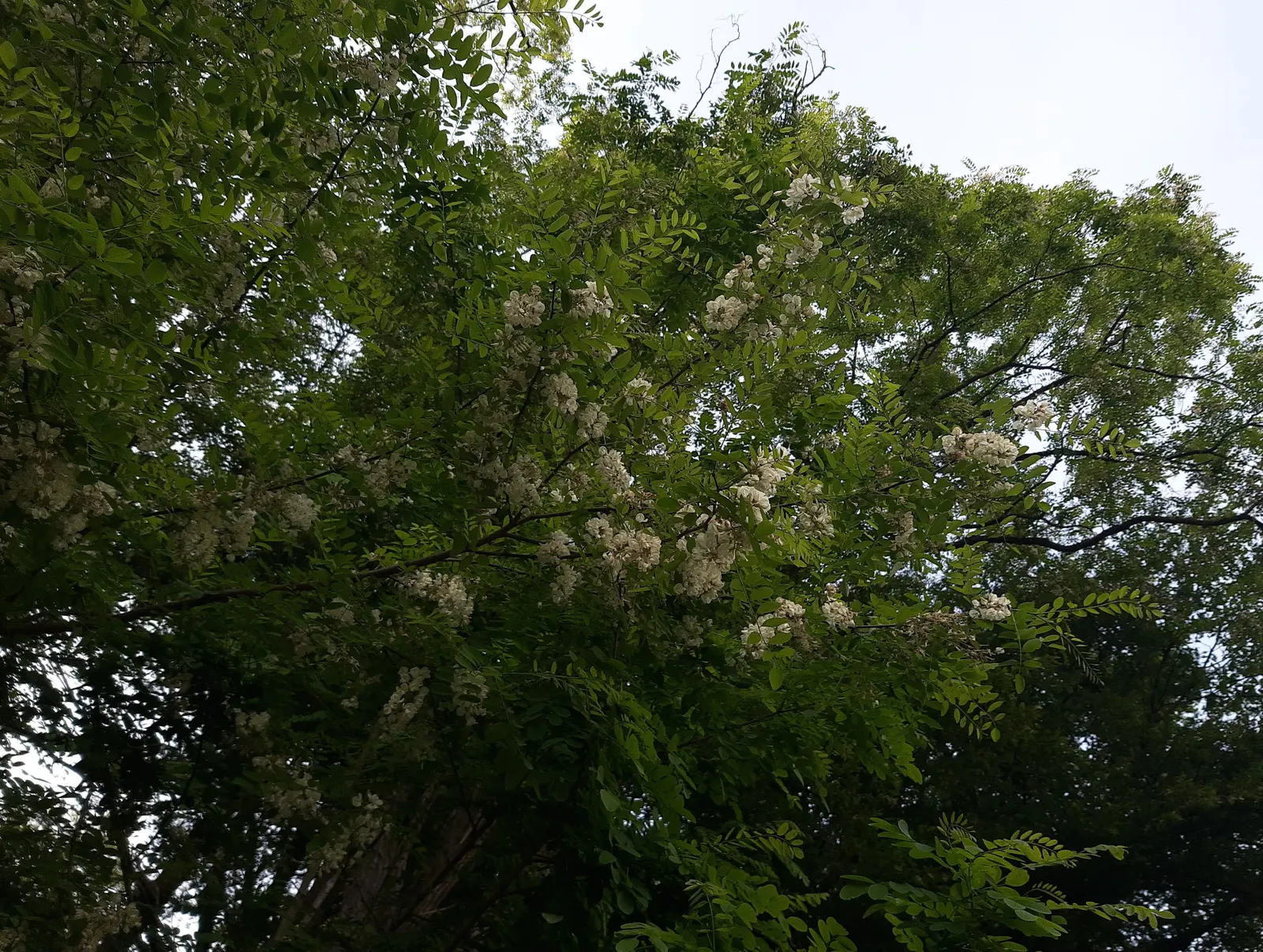 Carob Tree (Ceratonia Siliqua) — thriving in sandy or loamy soils