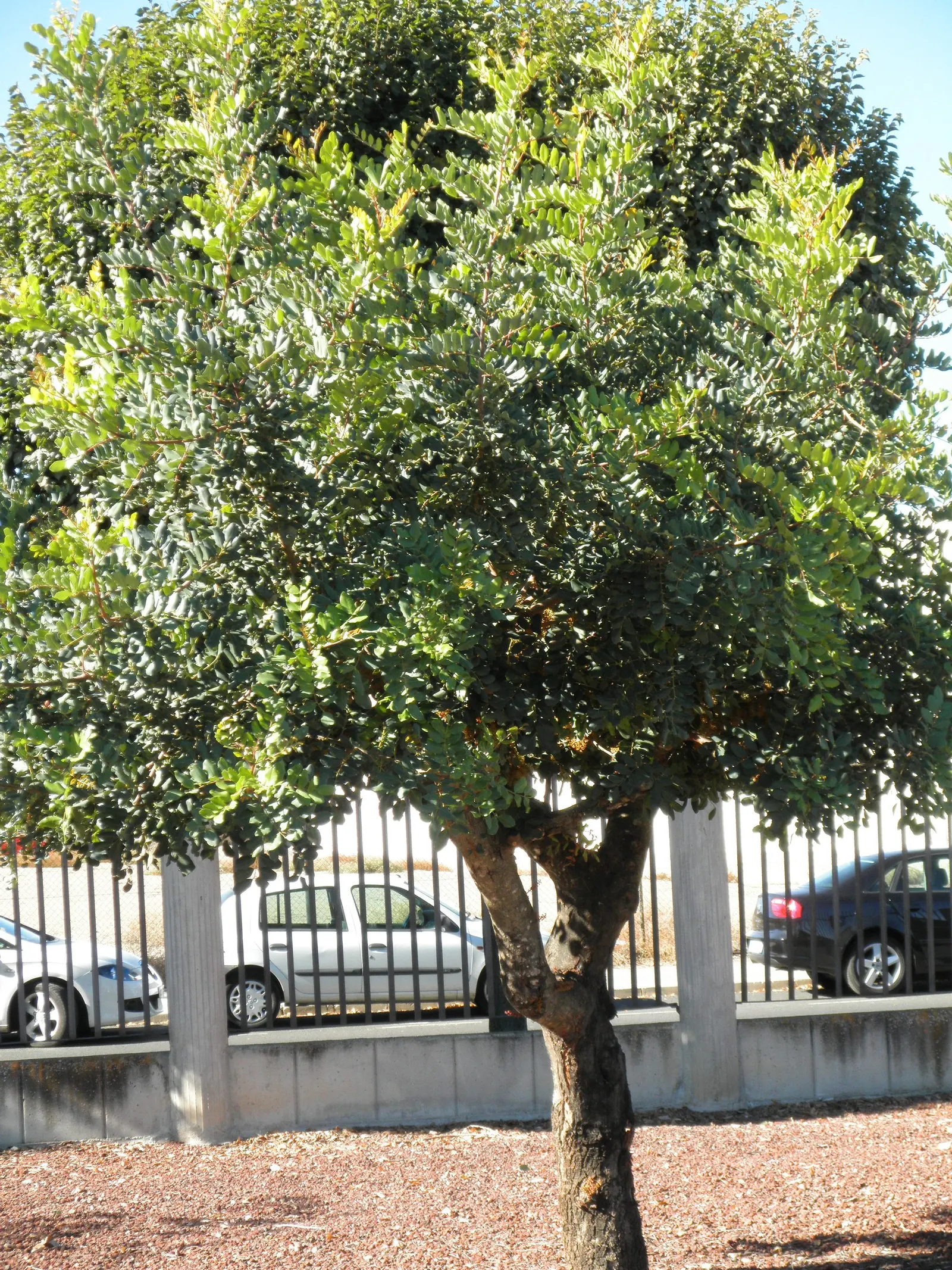 Carob Tree (Ceratonia Siliqua) — rounded silhouette for public and private landscapes