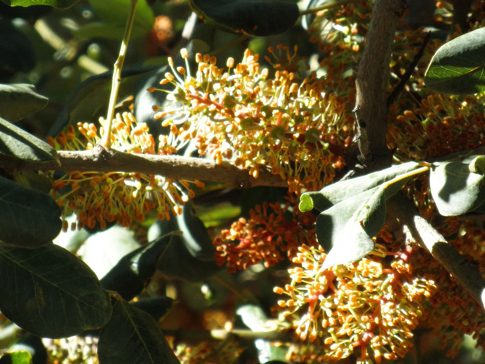 Carob Tree (Ceratonia Siliqua) — The Carob Tree (Ceratonia siliqua)