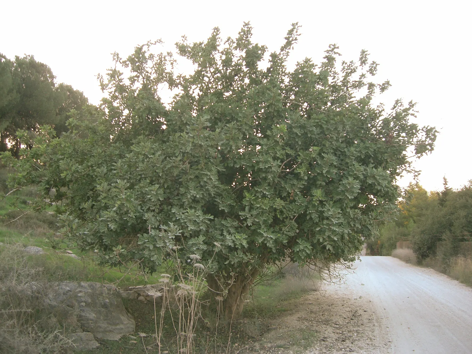 Carob Tree (Ceratonia Siliqua) — providing ample shade during hot summers