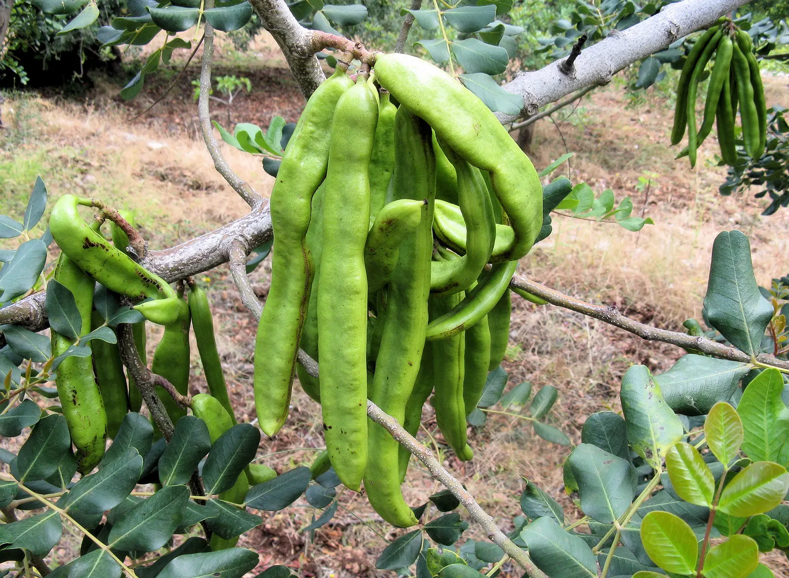Carob Tree (Ceratonia Siliqua) — this evergreen can reach up to 55 feet in height with a canopy extending to approximately 30 feet in width