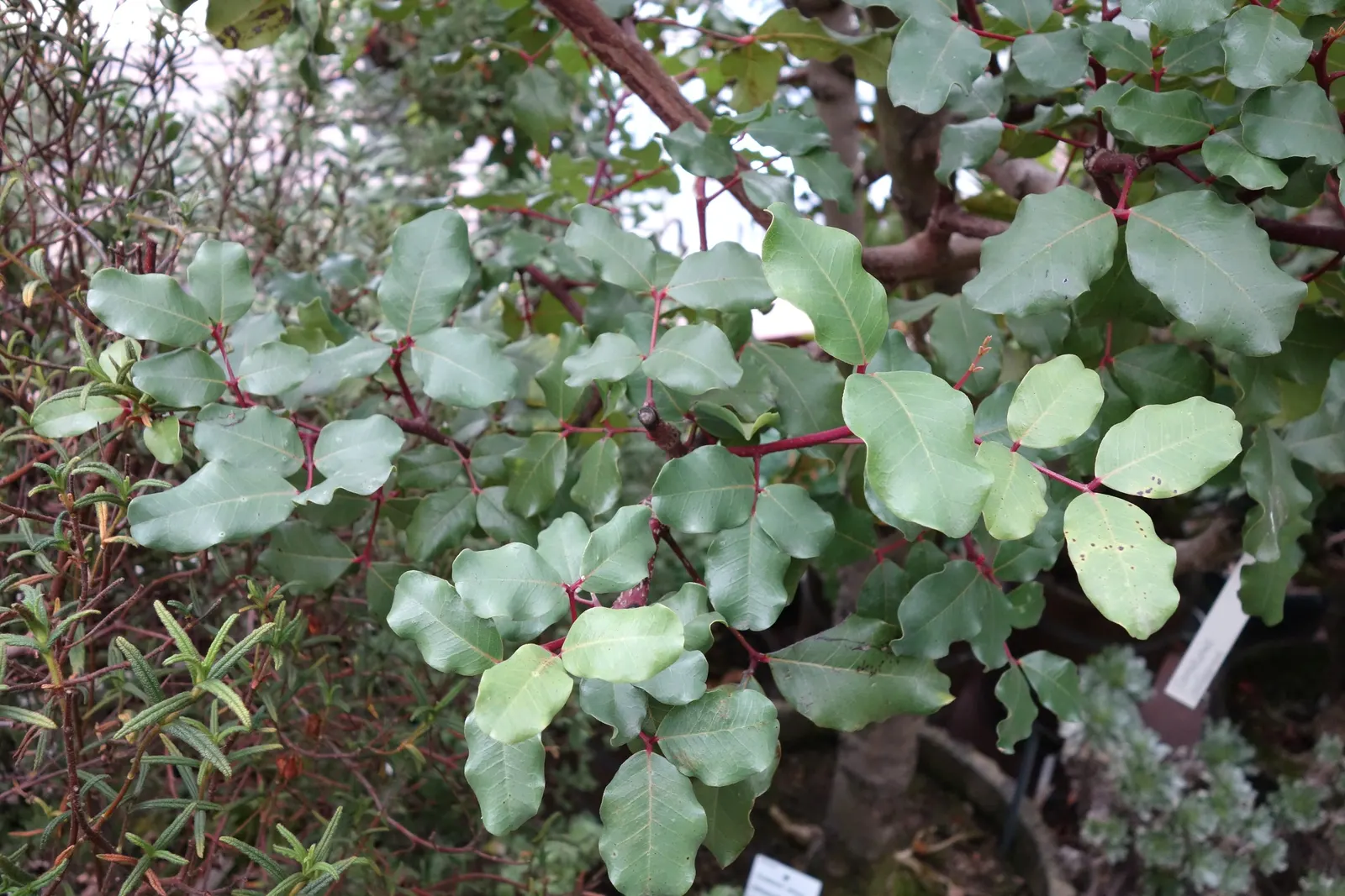 Carob Tree (Ceratonia Siliqua) — is a splendid choice for a sustainable and picturesque garden