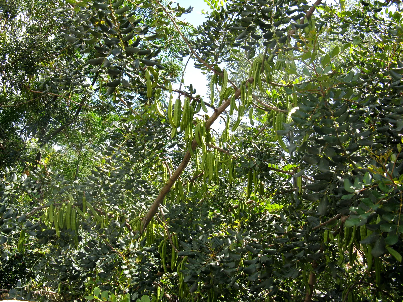 Carob Tree (Ceratonia Siliqua) — Native to the Mediterranean region