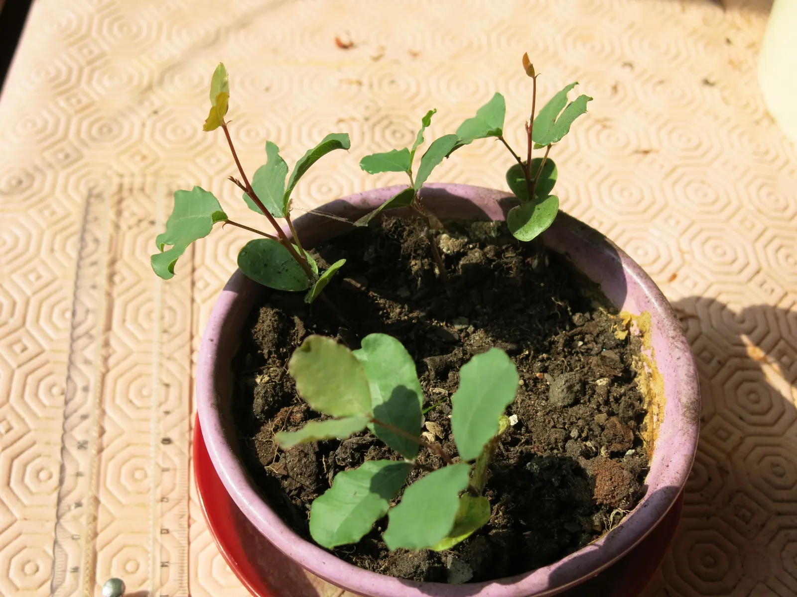Carob Tree (Ceratonia Siliqua) — The Carob Tree (Ceratonia siliqua), a robust evergreen, reaches heights of 30-50 feet