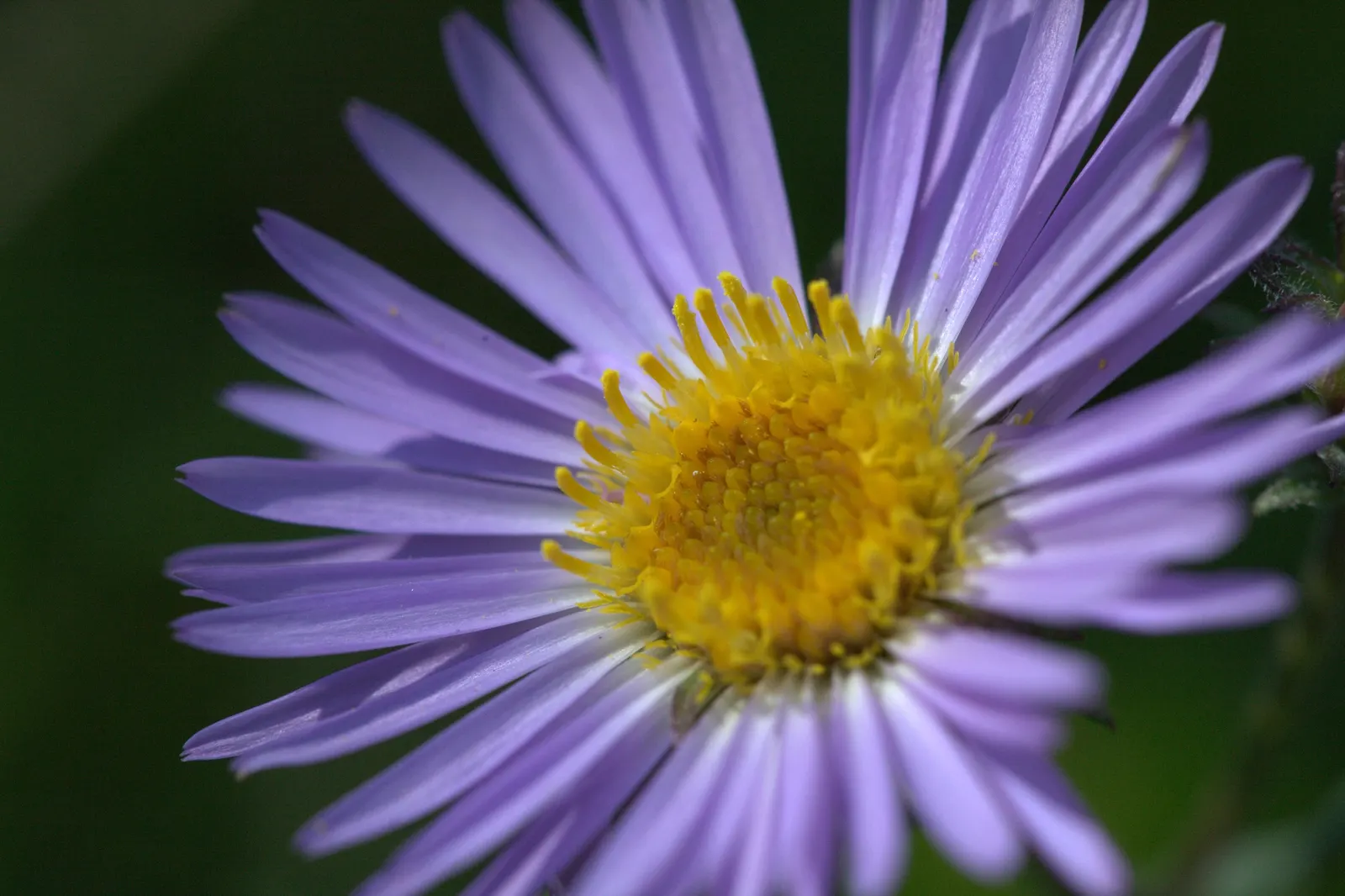 Alpine Aster (Aster alpinus) — Blooms appear in late summer to early fall