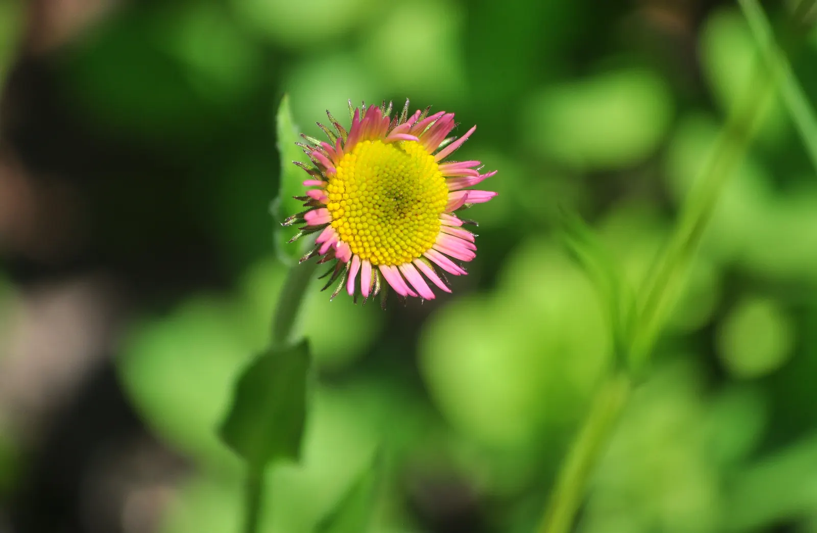 Alpine Aster (Aster alpinus) — is a fantastic choice for adding a pop of color to any rock garden or alpine landscape design