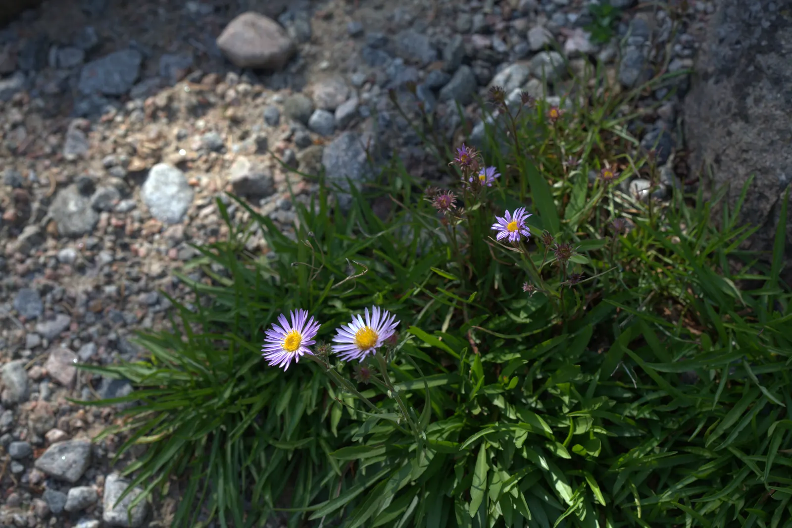 Alpine Aster (Aster alpinus) — a perennial prized for its vibrant and daisy-like blooms
