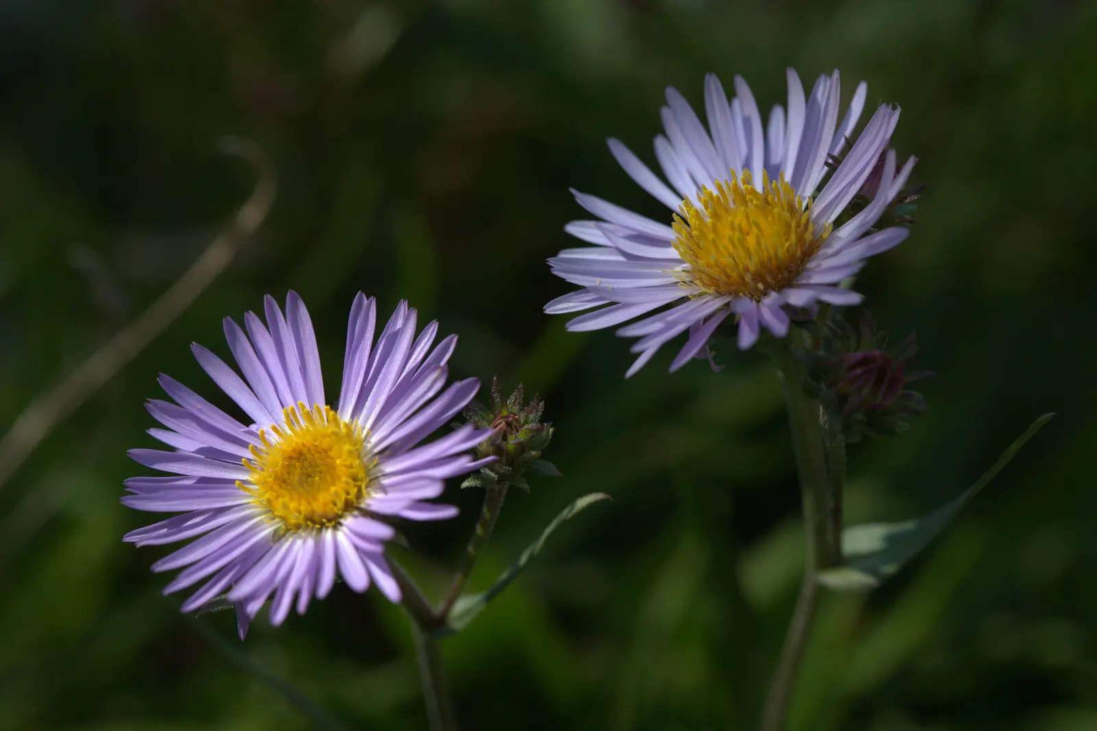 Alpine Aster (Aster alpinus) — Alpine Aster (Aster alpinus)