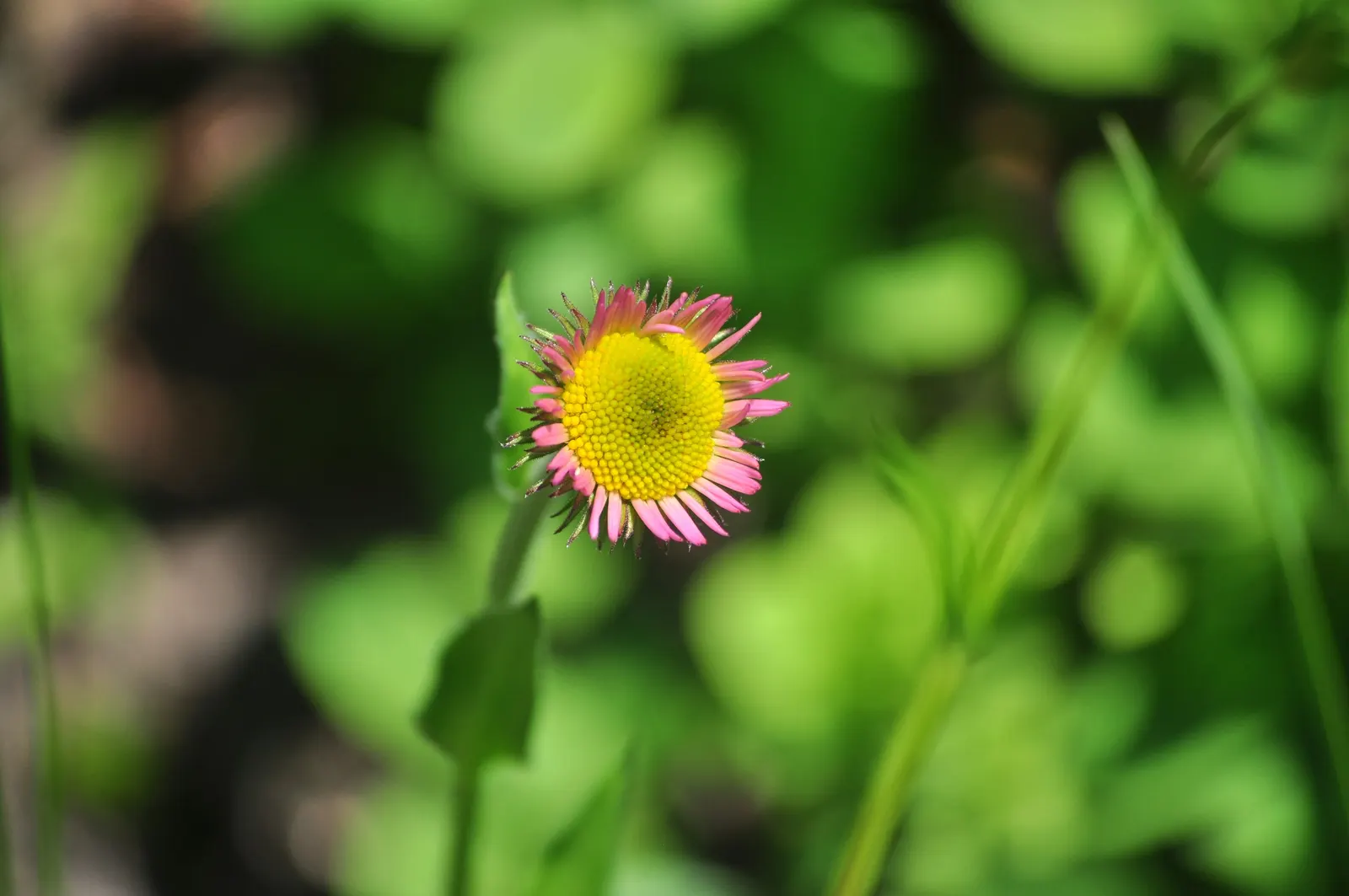 Alpine Aster (Aster alpinus) — The Alpine Aster (Aster alpigenus) is a charming, perennial herb that thrives in mountainous regions