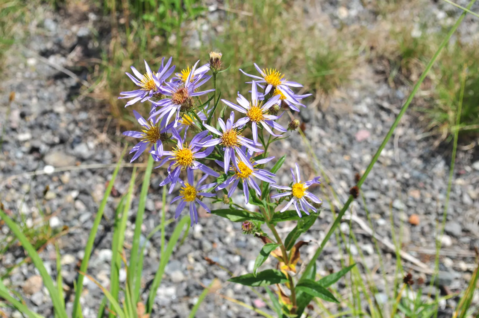 Alpine Aster (Aster alpinus) — Possessing vivid purple blossoms with yellow centers