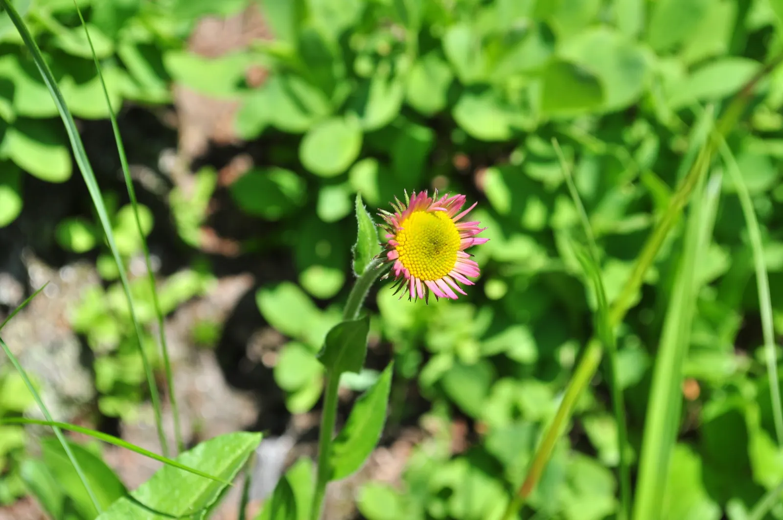 Alpine Aster (Aster alpinus) — it reaches a modest height of 6-12 inches and spreads up to 12 inches wide