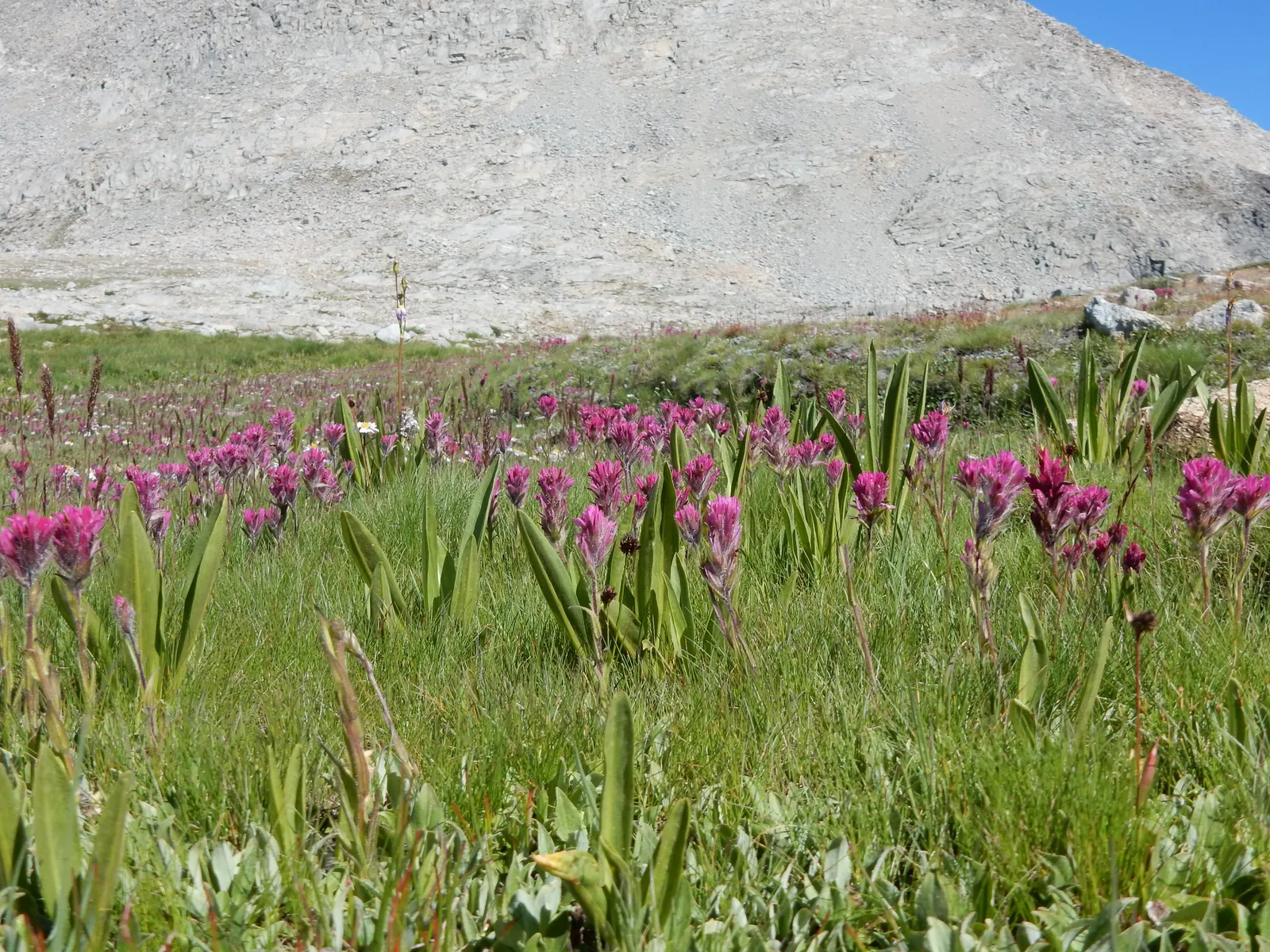 Alpine Aster (Aster alpinus) — This low-maintenance plant prefers full sun to partial shade and well-draining soil