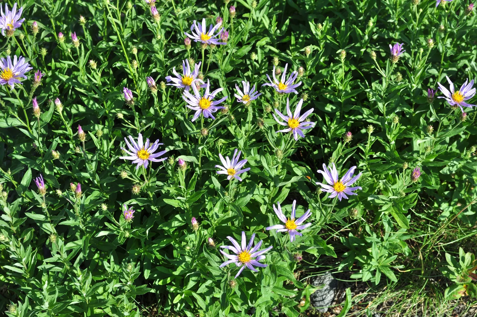 Alpine Aster (Aster alpinus) — This hardy plant is native to the mountains of Europe and North America