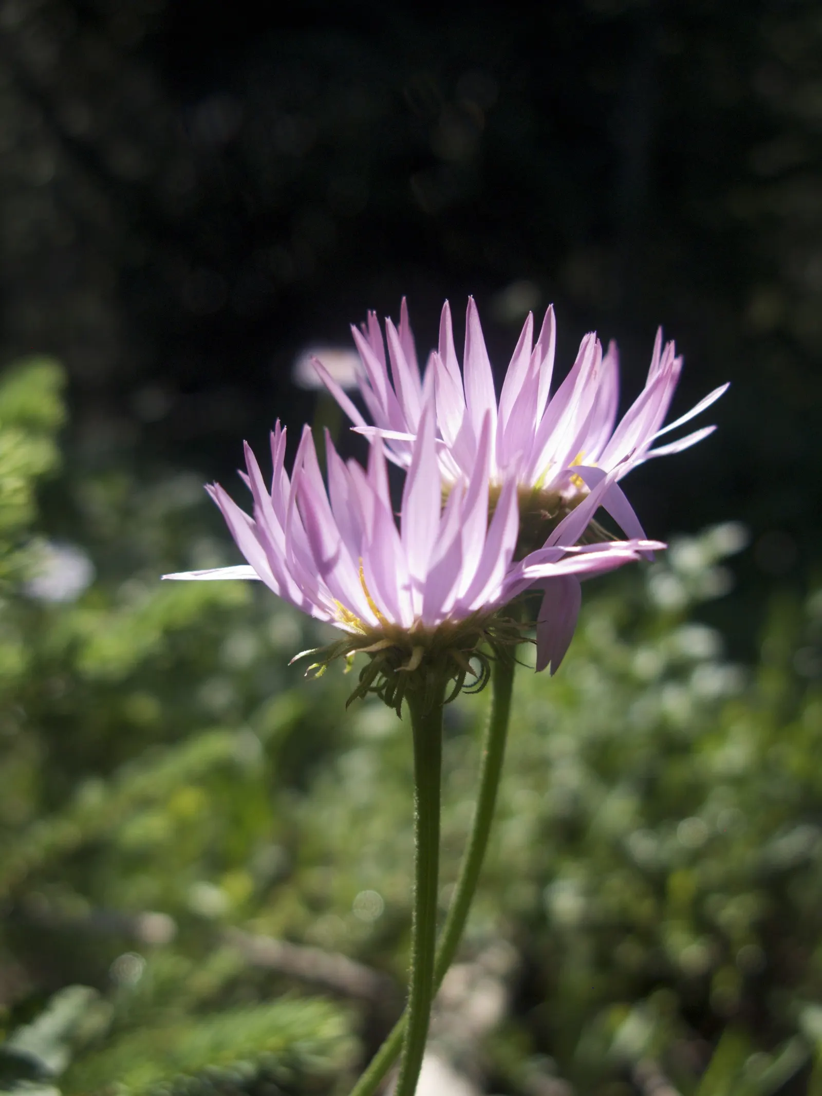Alpine Aster (Aster alpinus) — making it ideal for rock gardens or as a border accent in colder climates