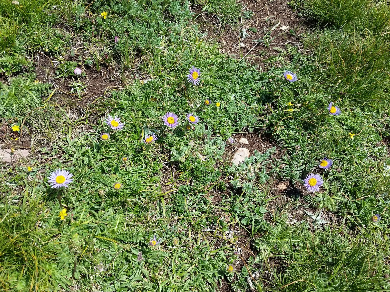 Alpine Aster (Aster alpinus) — Blooms appear in late summer to early fall; with each flower measuring approximately 1 to 2 inches in diameter