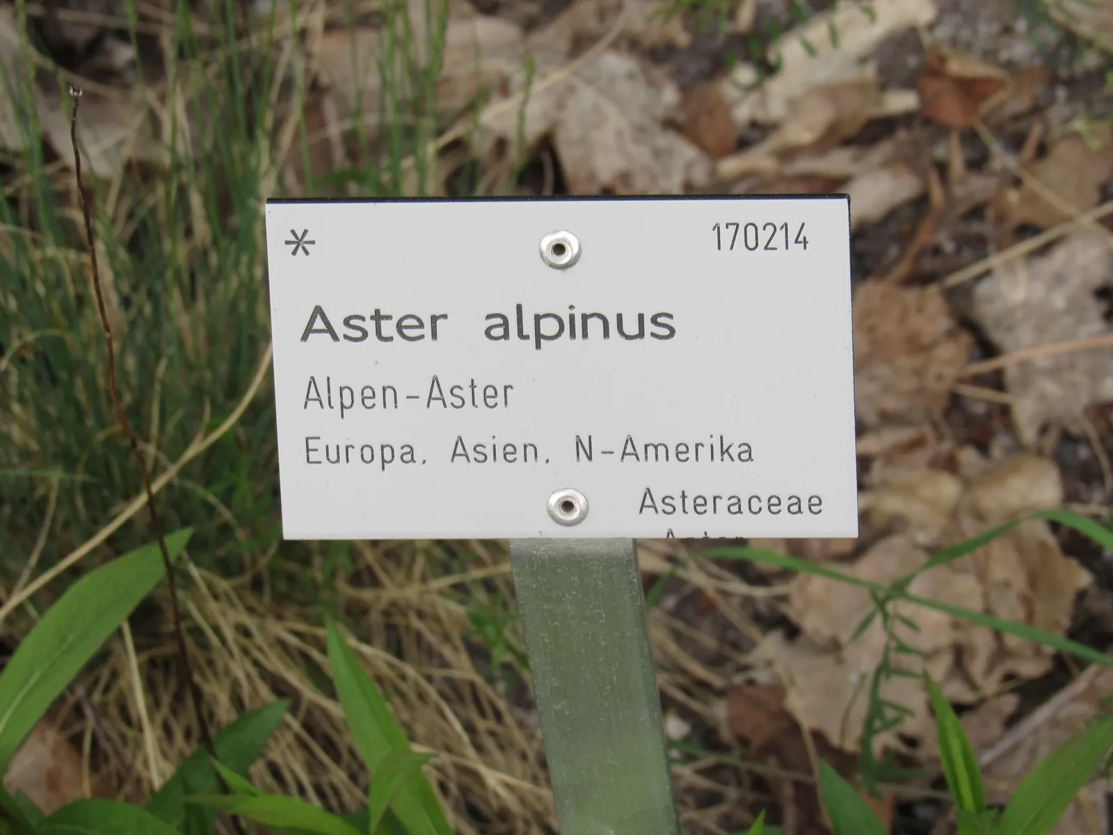 Alpine Aster (Aster alpinus) — The Alpine Aster (Aster alpigenus) is a charming, perennial herb that thrives in mountainous regions; this low-maintenance plant