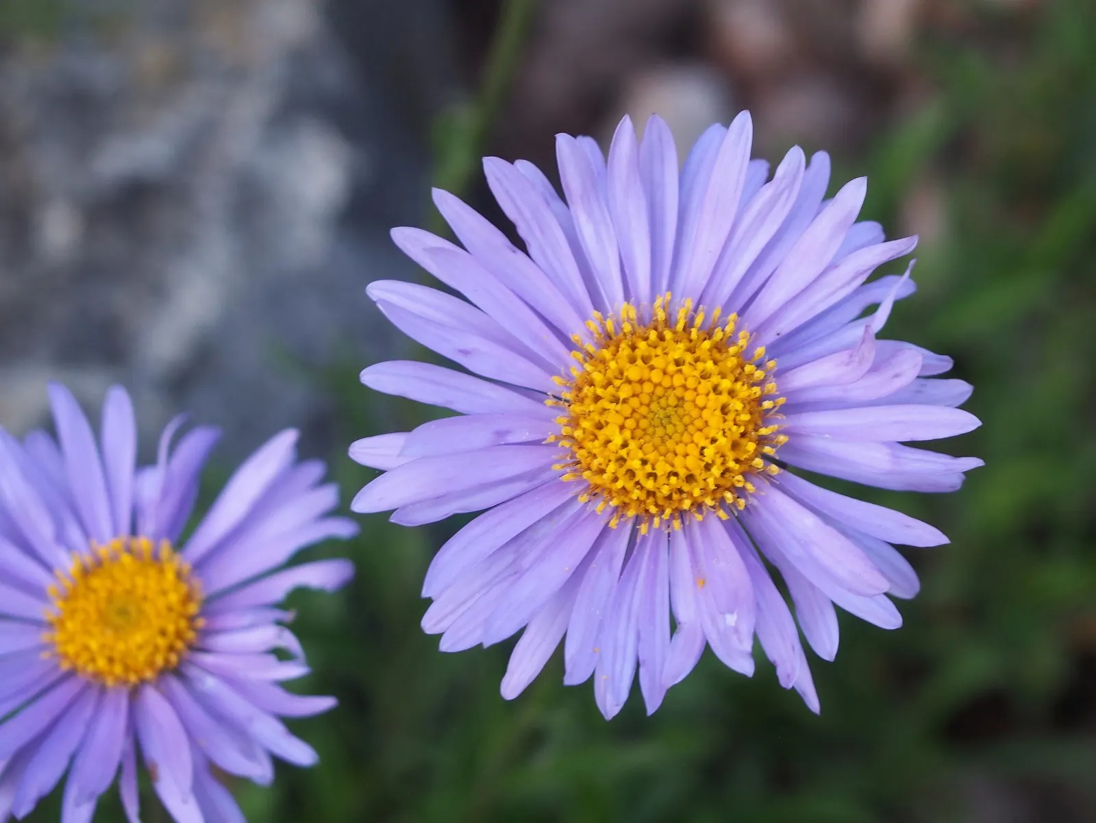 Alpine Aster (Aster alpinus) — Possessing vivid purple blossoms with yellow centers; the Alpine Aster boasts a mounding growth habit that is both neat and