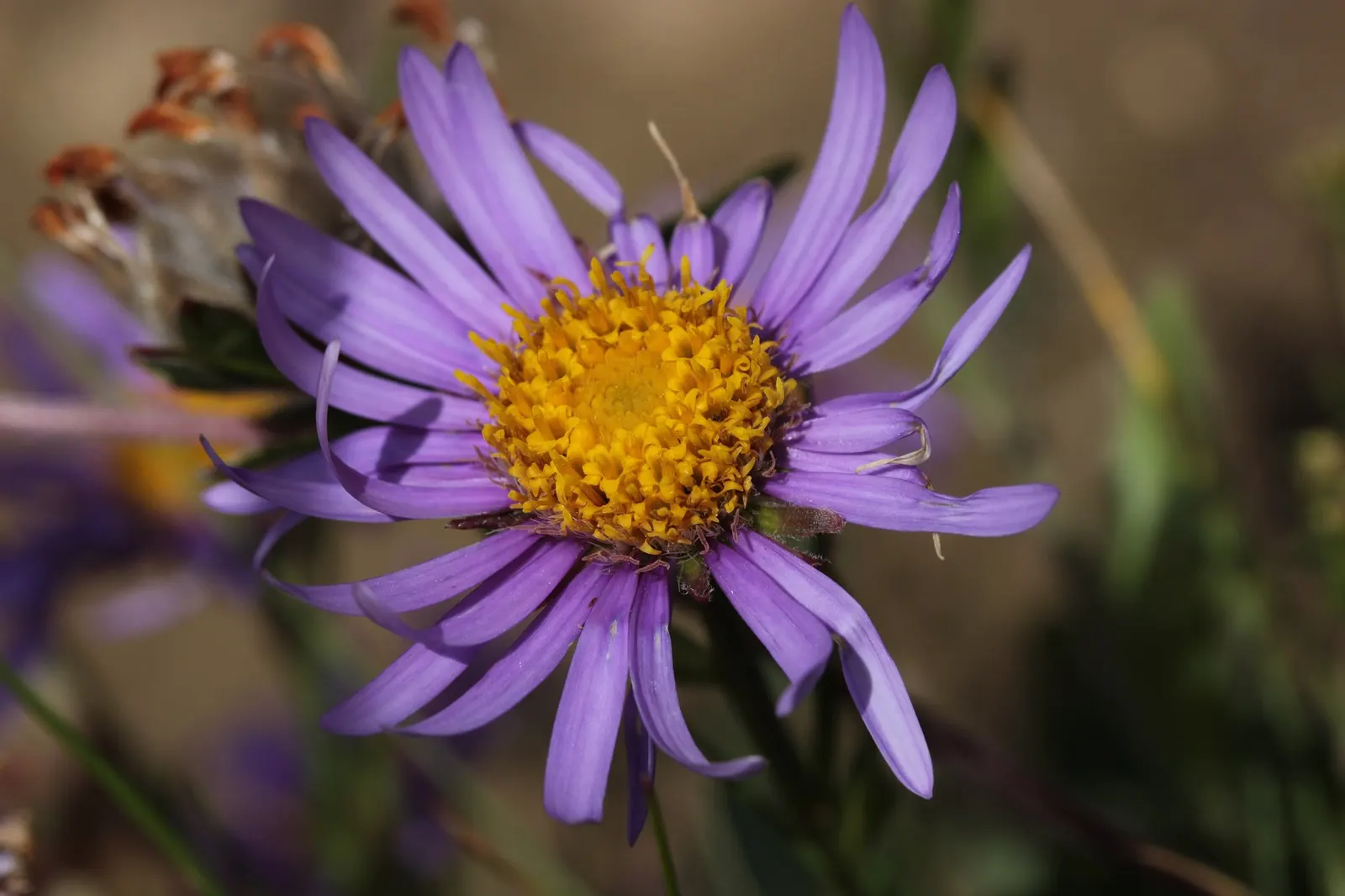 Alpine Aster (Aster alpinus) — which provide a pleasant backdrop for the showy flowers