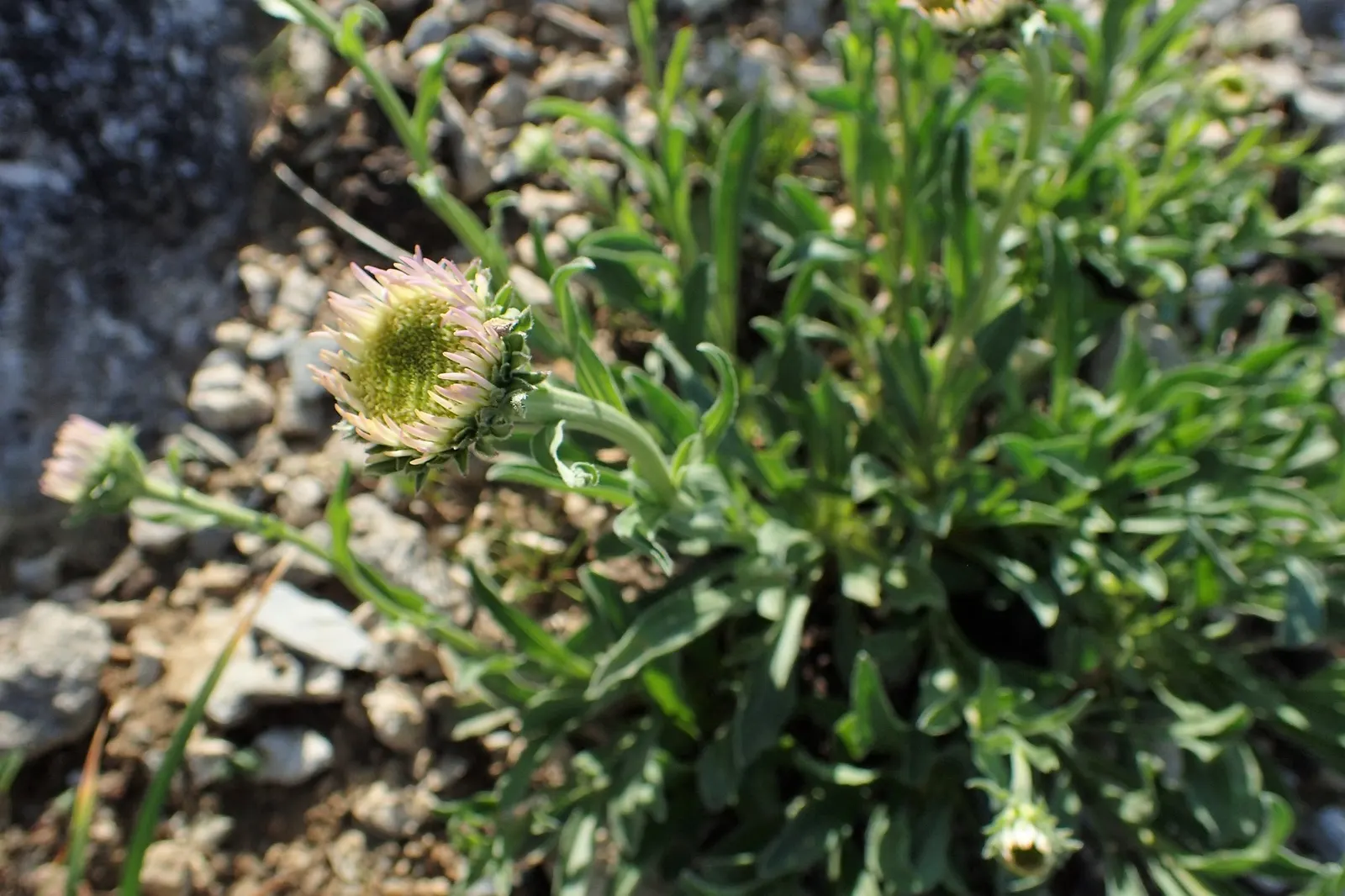 Alpine Aster (Aster alpinus) — perennial for full