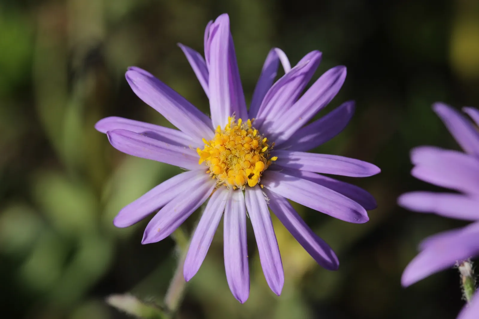 Alpine Aster (Aster alpinus) — while their compact size makes them an excellent border plant or a charming addition to crevices in rock walls