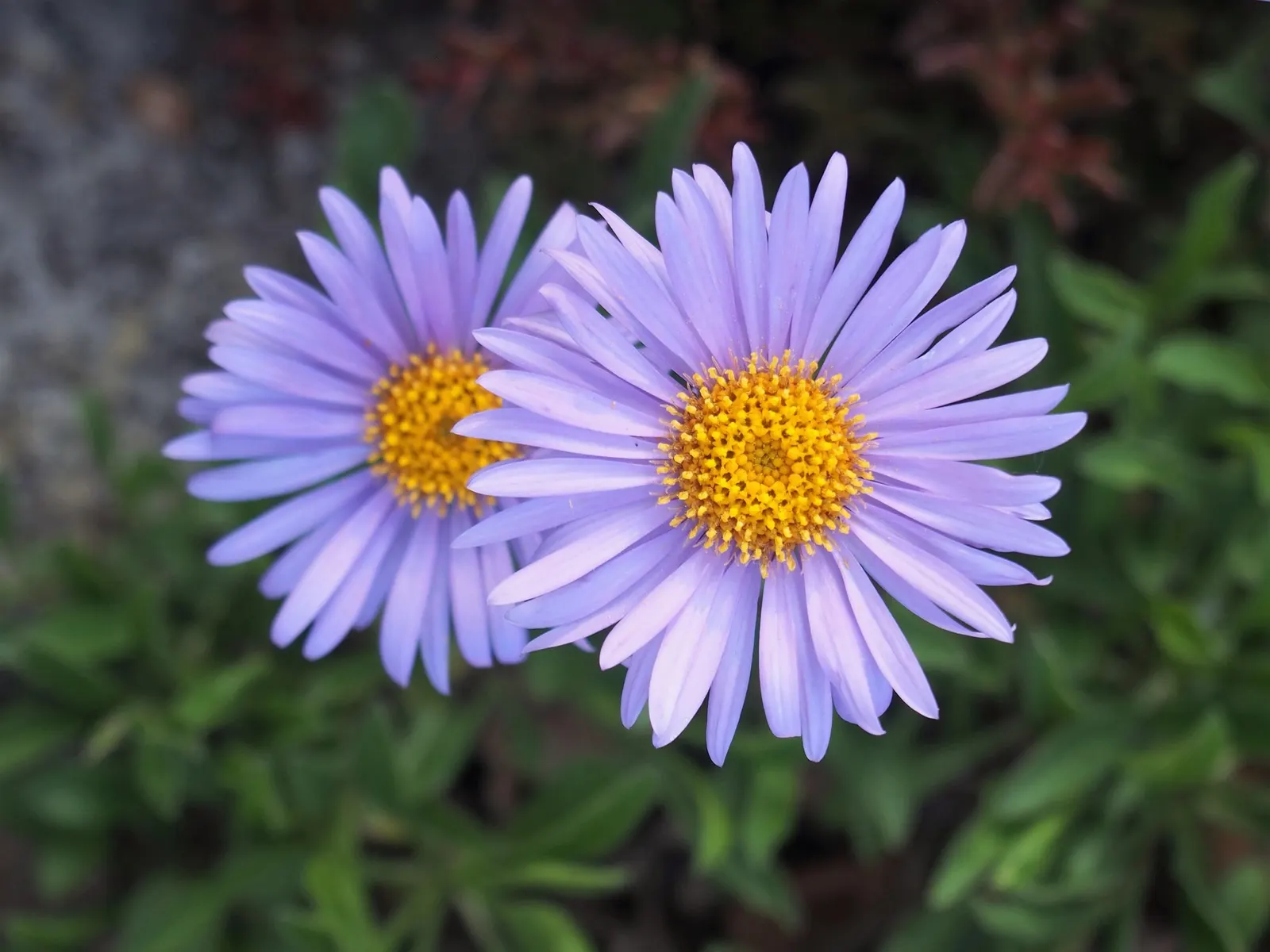 Alpine Aster (Aster alpinus) — This low-maintenance plant prefers full sun to partial shade and well-draining soil; the Alpine Aster (Aster alpigenus) is a