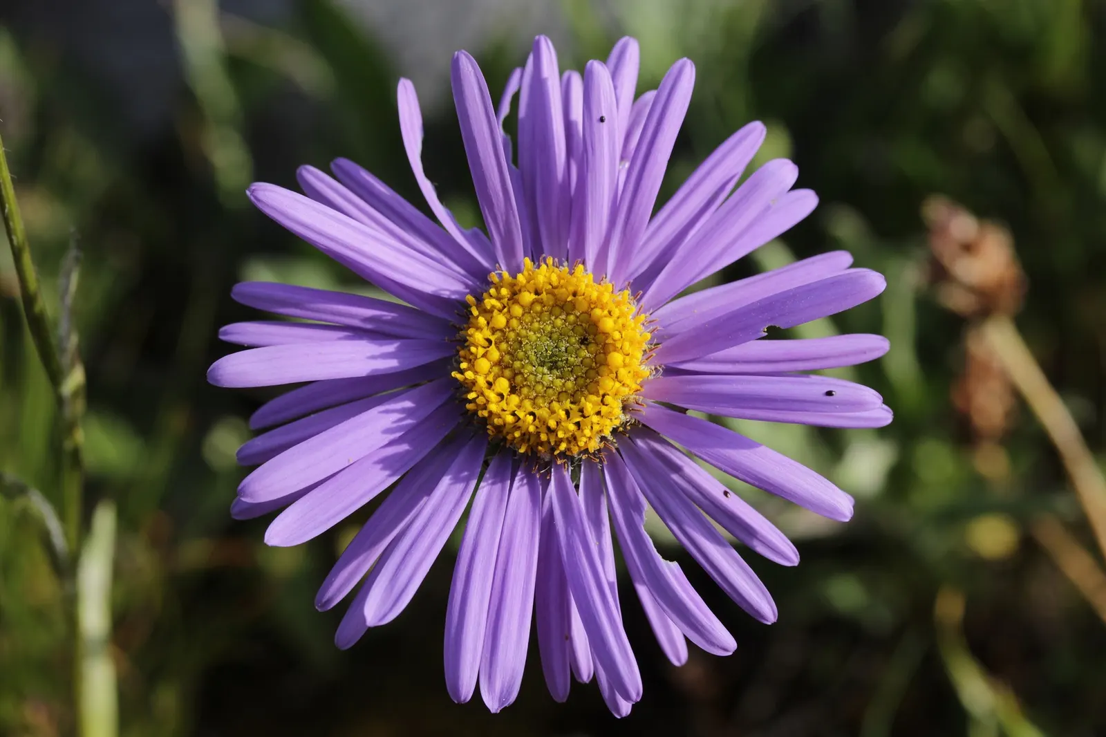 Alpine Aster (Aster alpinus) — They prefer cooler climates and might need protection from intense midday heat in warmer regions
