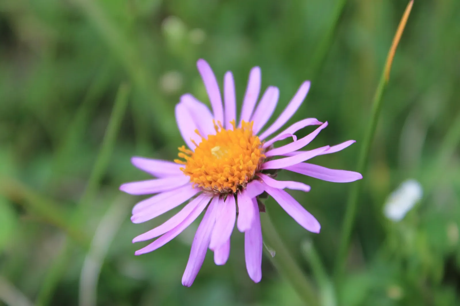 Alpine Aster (Aster alpinus) — it reaches a modest height of 6-12 inches and spreads up to 12 inches wide; ensuring well-drained soil for optimal growth