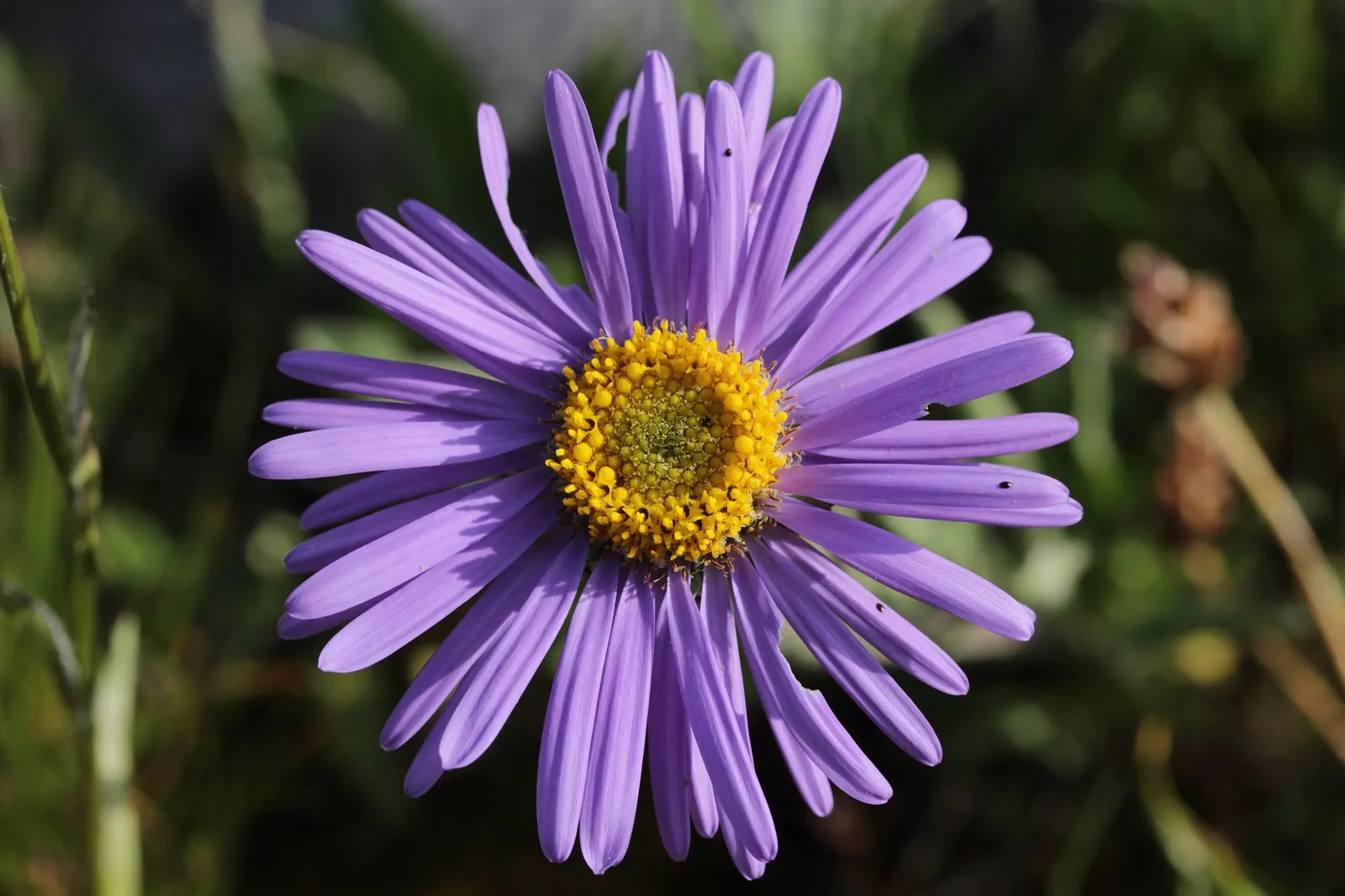 Alpine Aster (Aster alpinus) — Regular watering is necessary