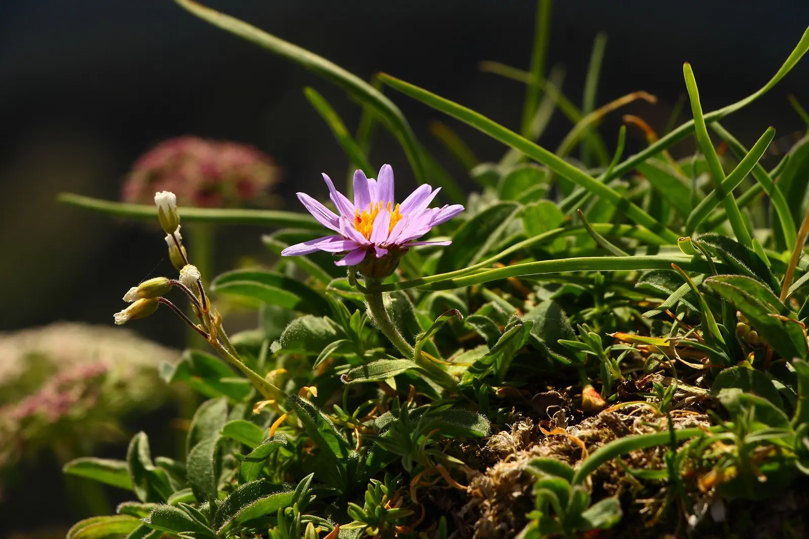 Alpine Aster (Aster alpinus) — Flowering occurs from late spring to early summer