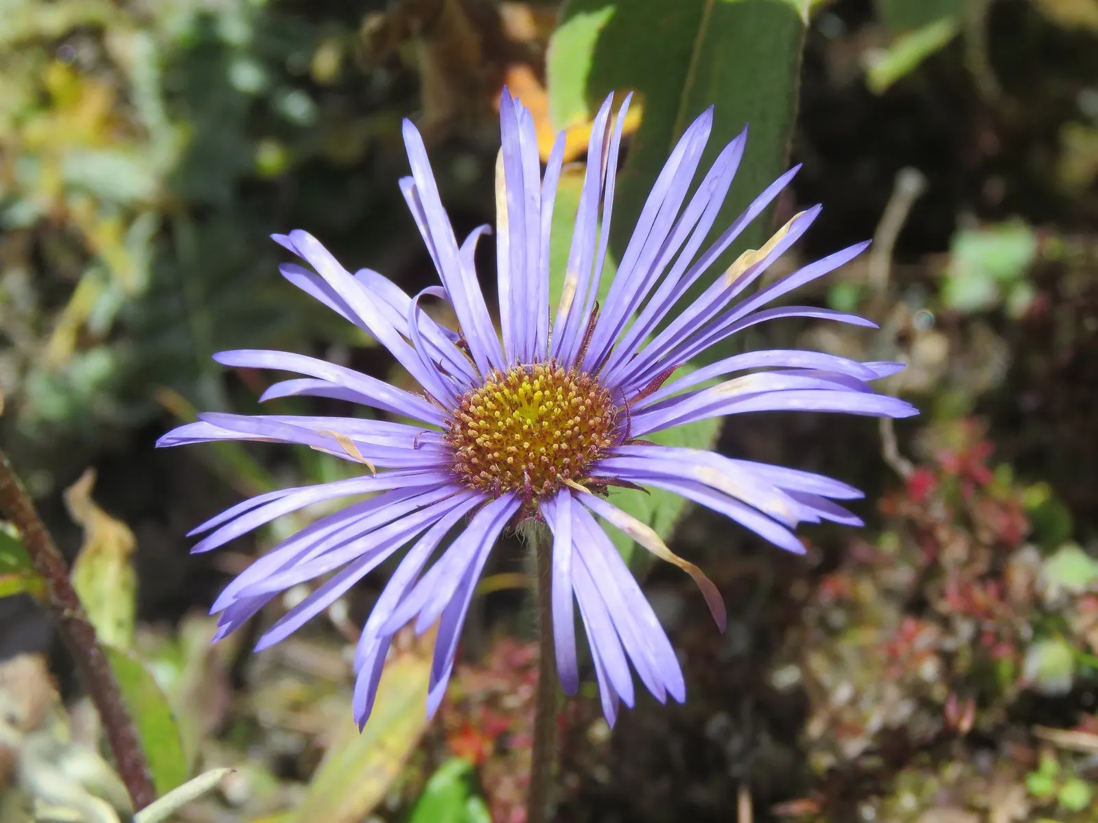 Alpine Aster (Aster alpinus) — perennial with blue and purple blooms